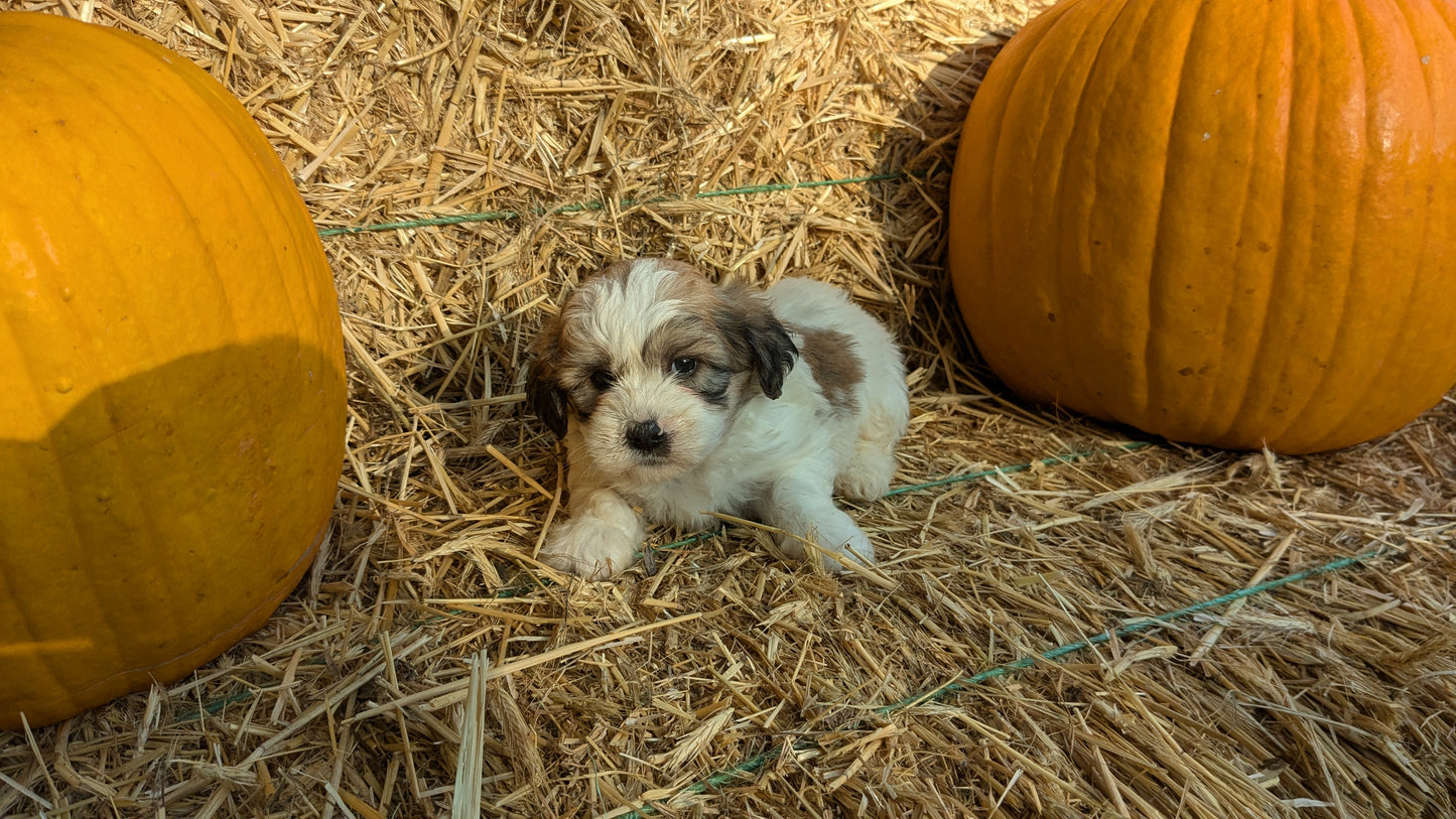TEDDY BEAR (08/16) MALE