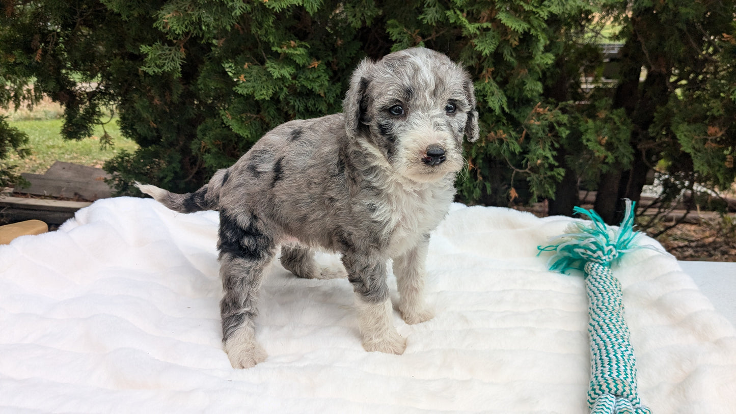 MINI BERNEDOODLE (09/24) FEMALE