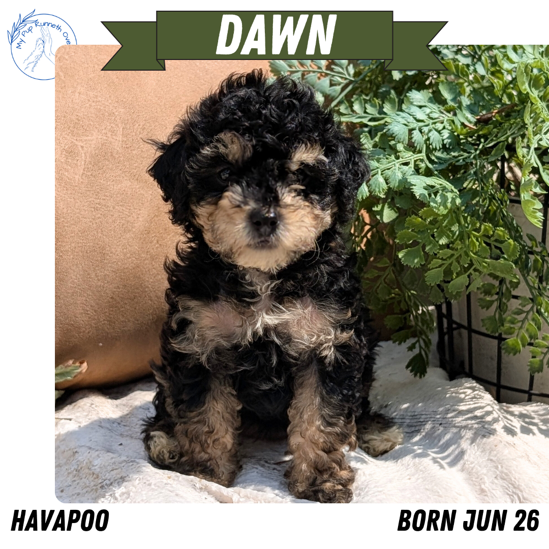 HAVAPOO (06/26) FEMALE