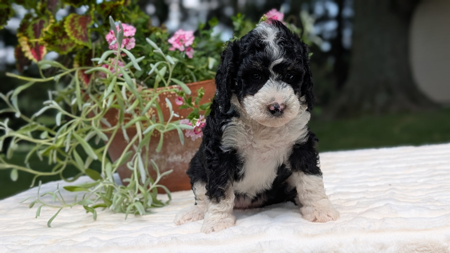 MINI BERNEDOODLE (06/11) FEMALE