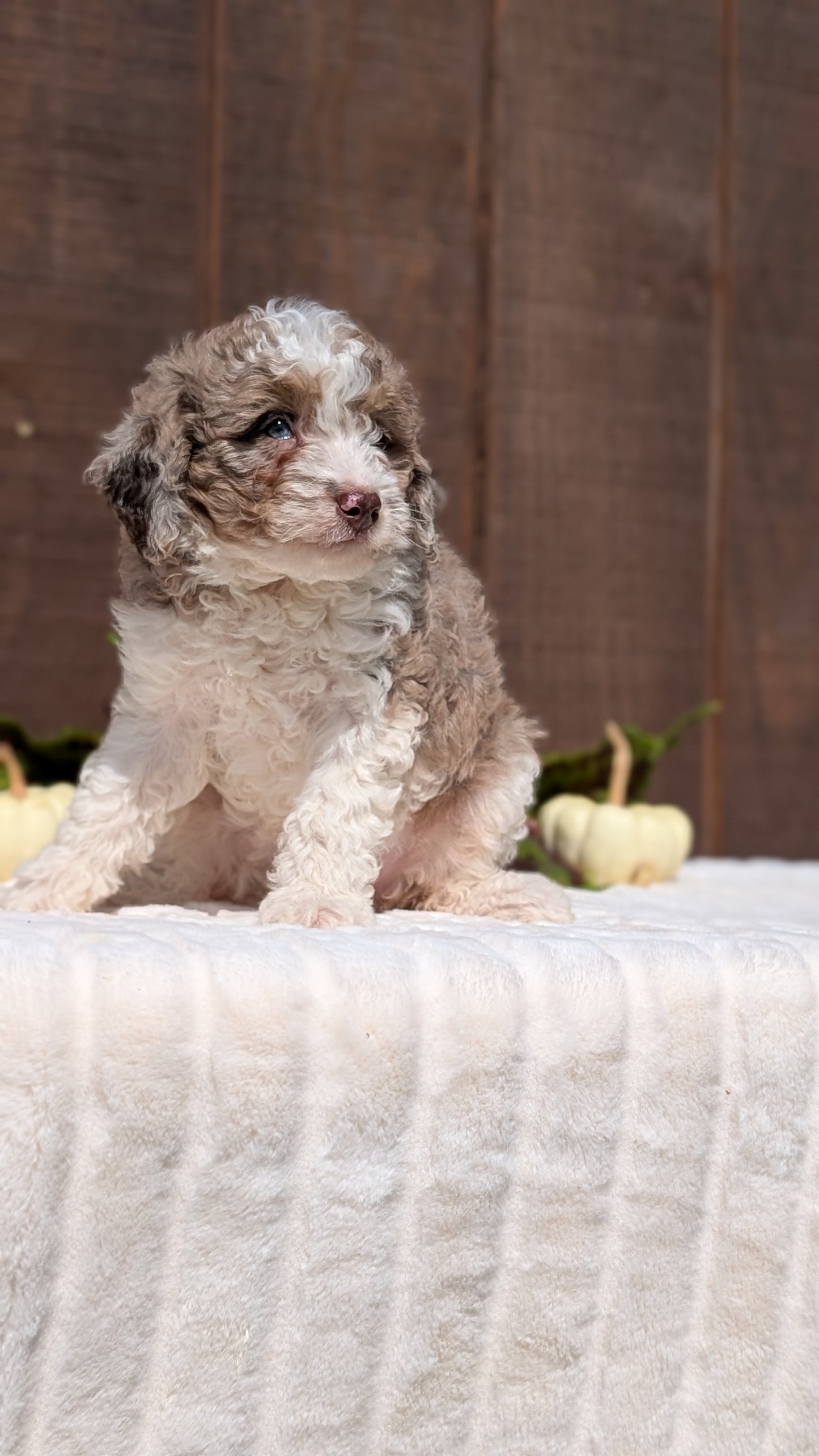 MINI BERNEDOODLE (08/06) FEMALE