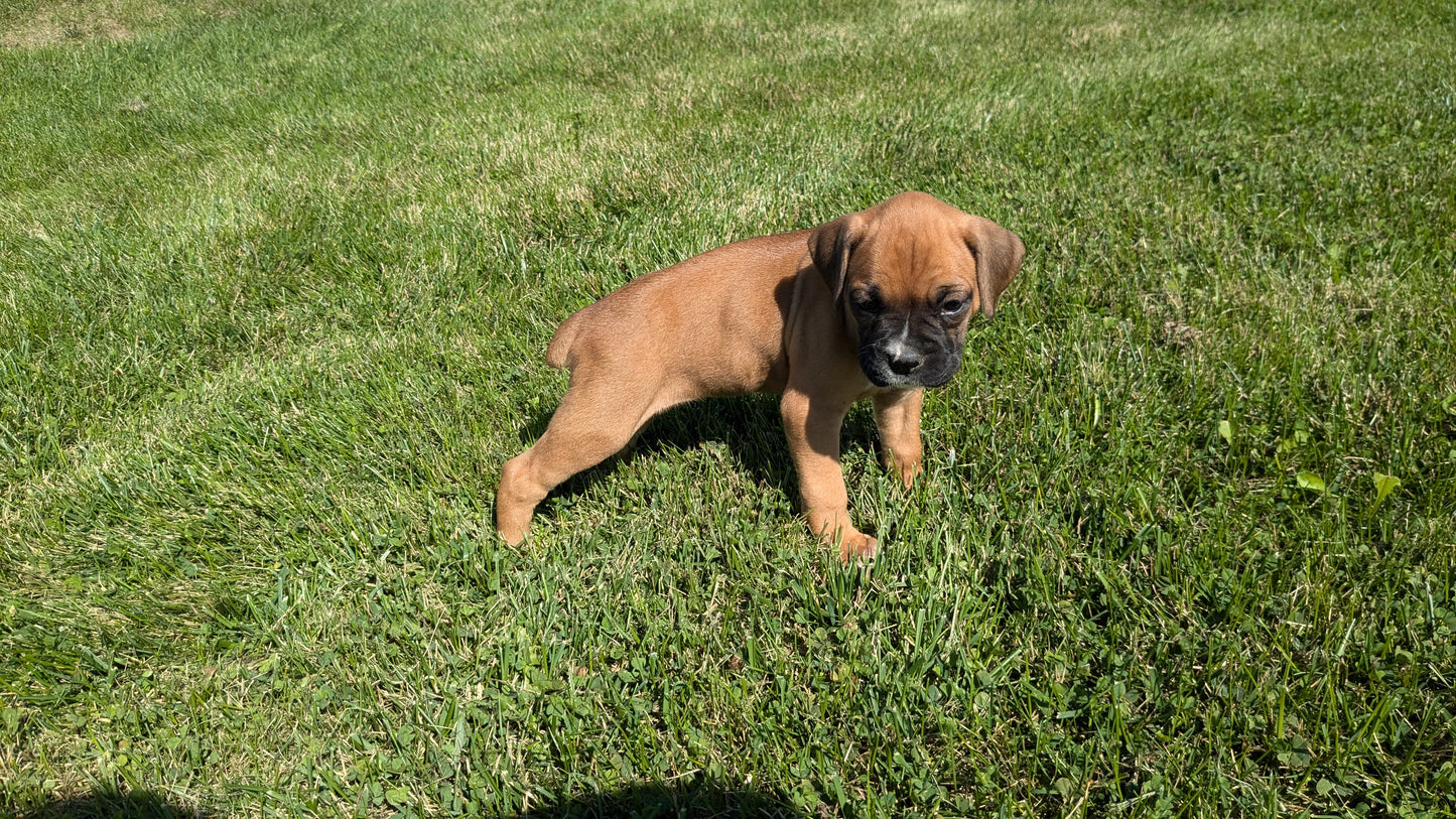 BOXER (08/27) FEMALE