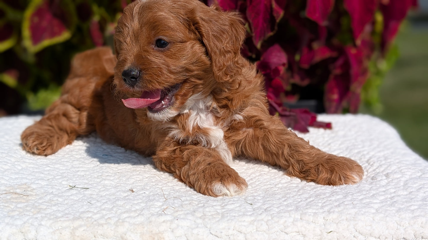 CAVAPOO (07/06) MALE