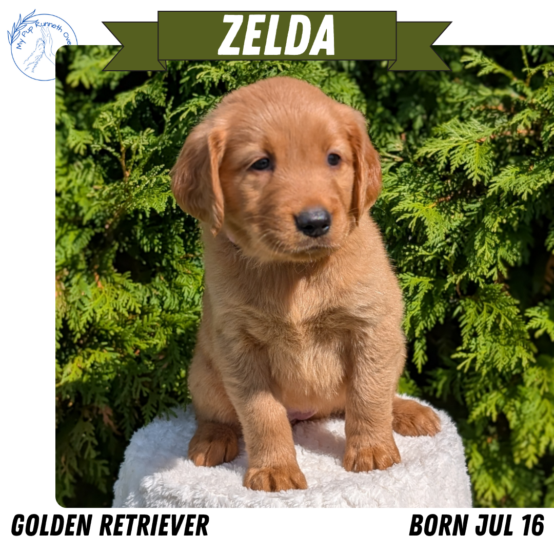 GOLDEN RETRIEVER (07/16) FEMALE