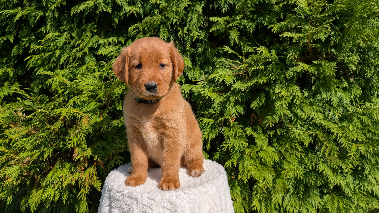 GOLDEN RETRIEVER (07/17) FEMALE