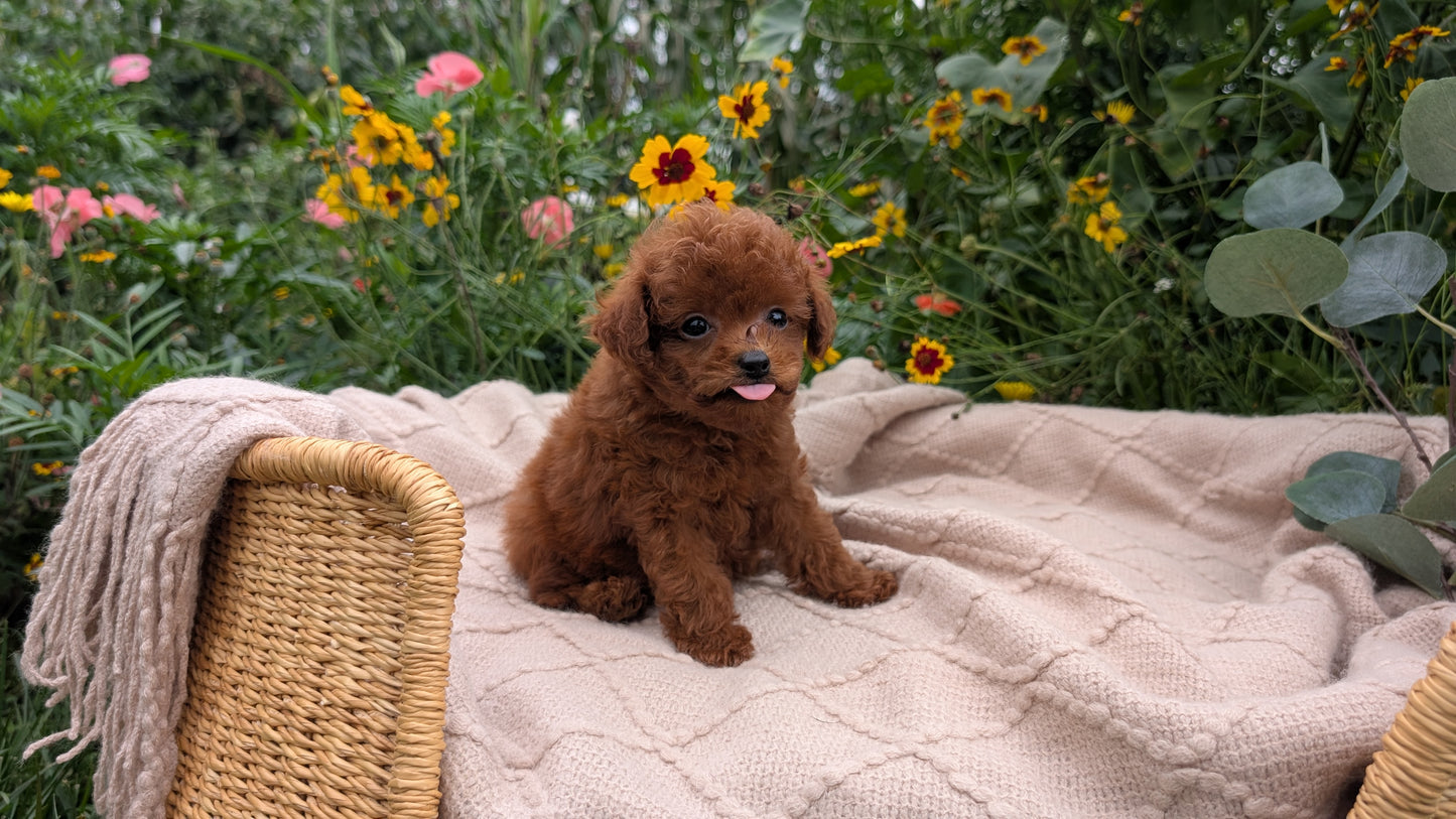 TOY POODLE (07/01) MALE