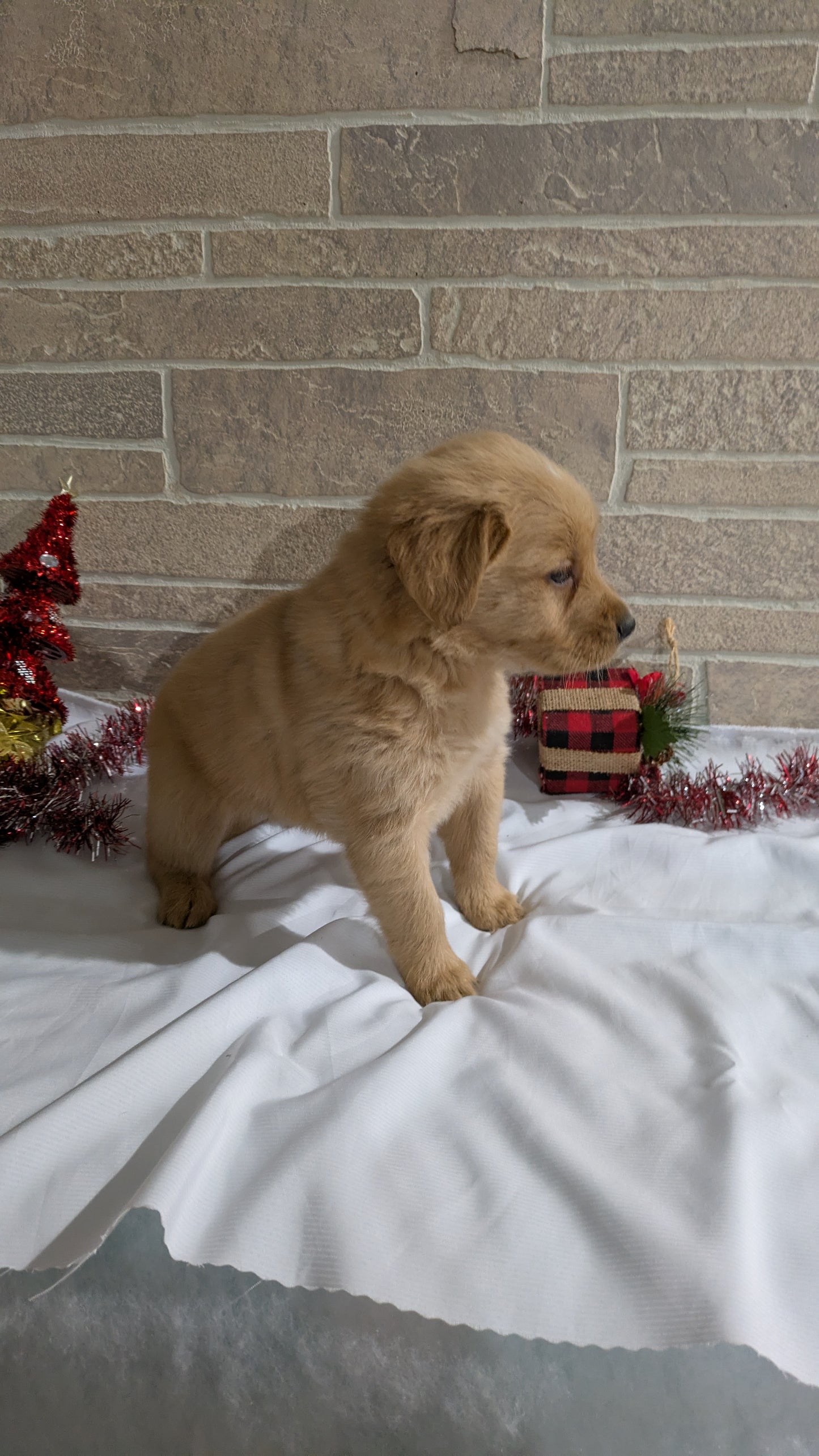 GOLDEN RETRIEVER (11/09) FEMALE