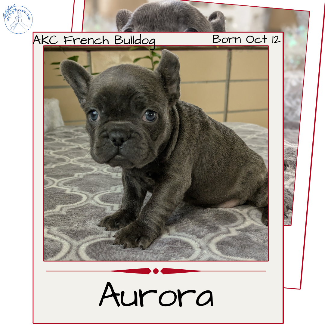 FRENCH BULLDOG (10/12) FEMALE