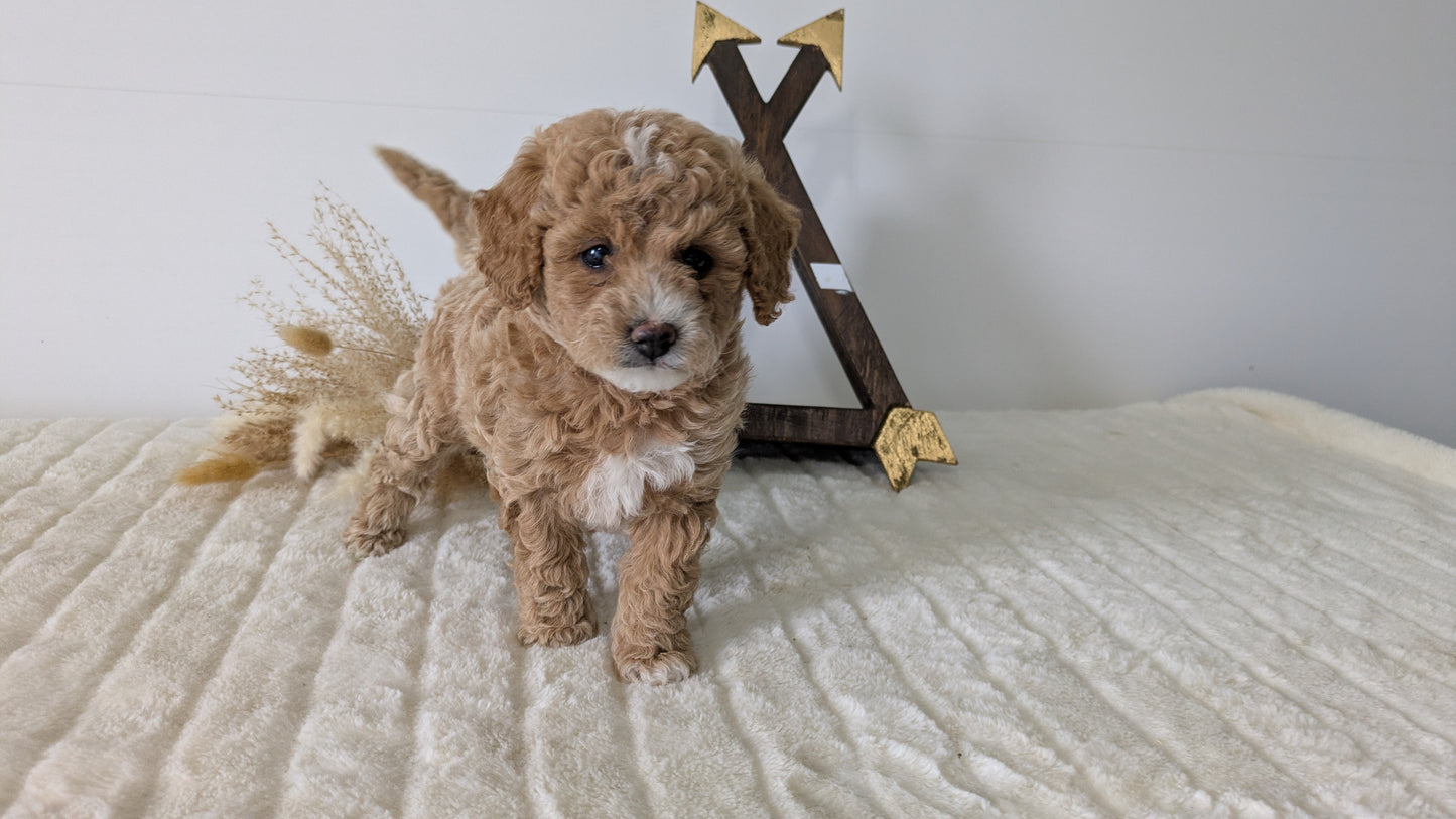 MINI GOLDENDOODLE (03/28) FEMALE