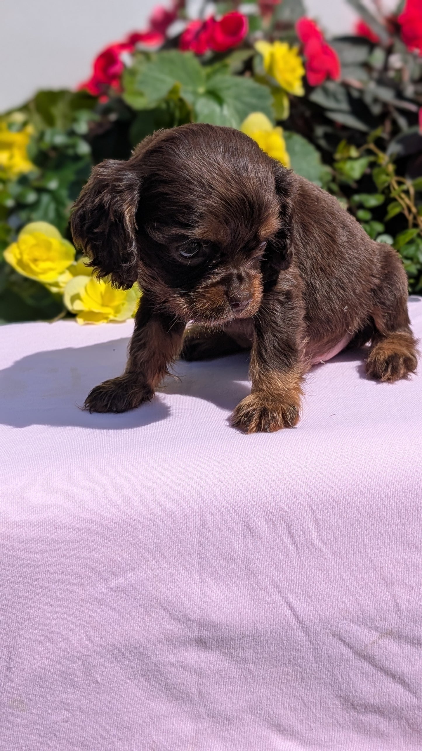 COCKER SPANIEL (07/16) MALE