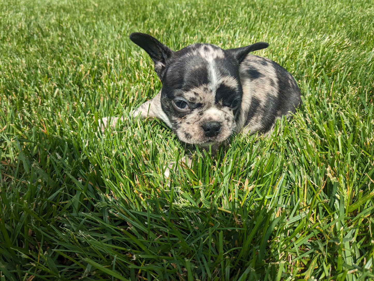 FRENCHTON (04/11) FEMALE