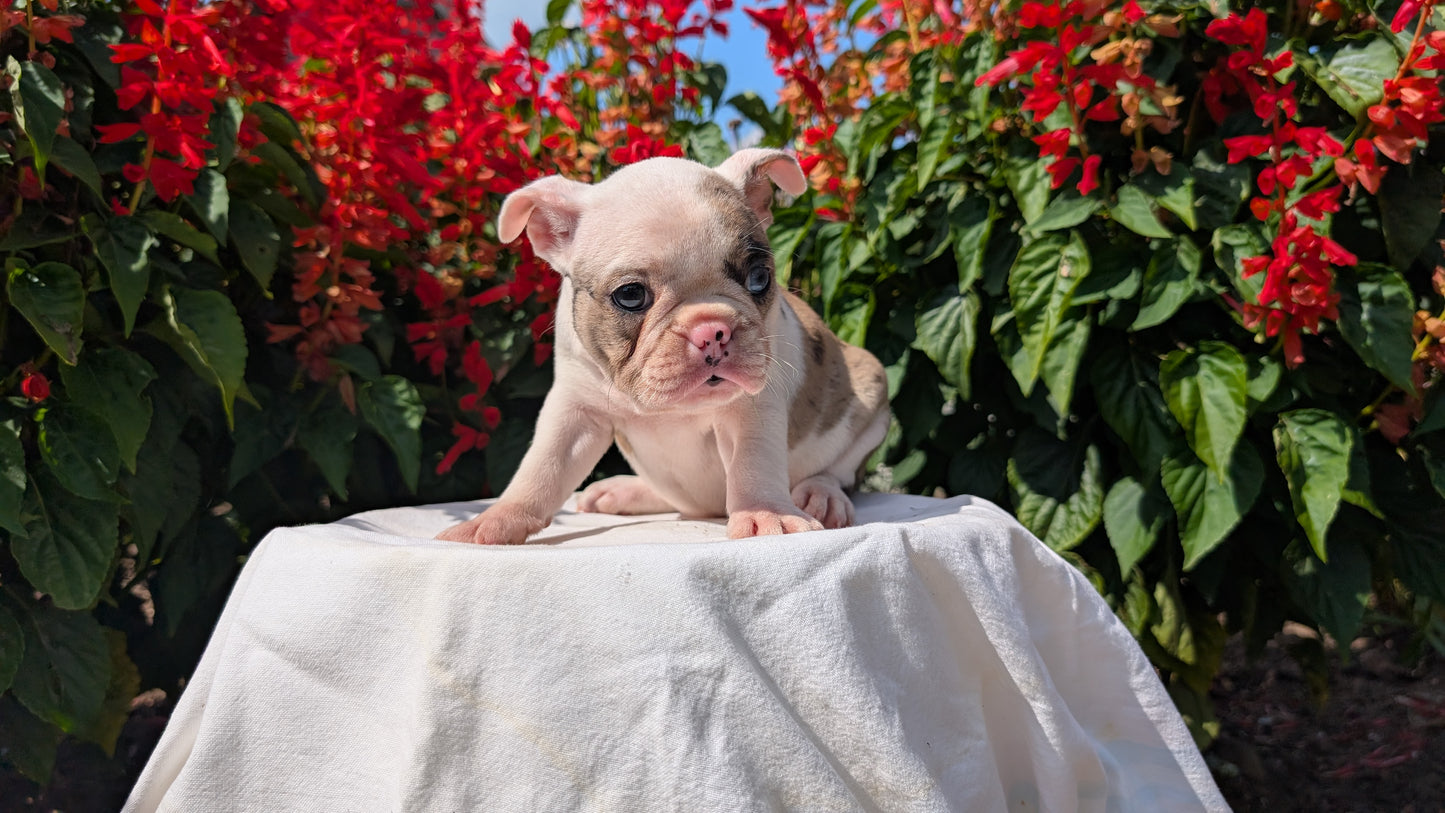 FRENCHTON (06/25) FEMALE
