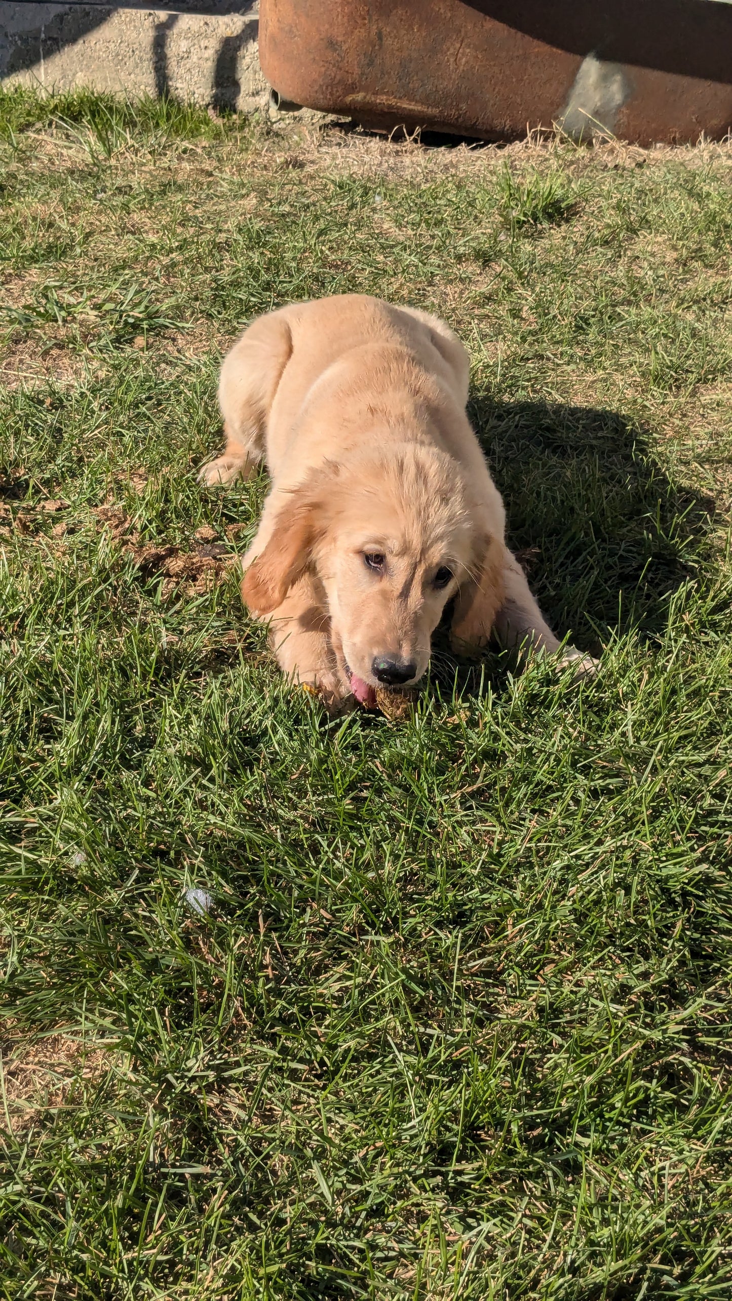 GOLDEN RETRIEVER (06/24) FEMALE