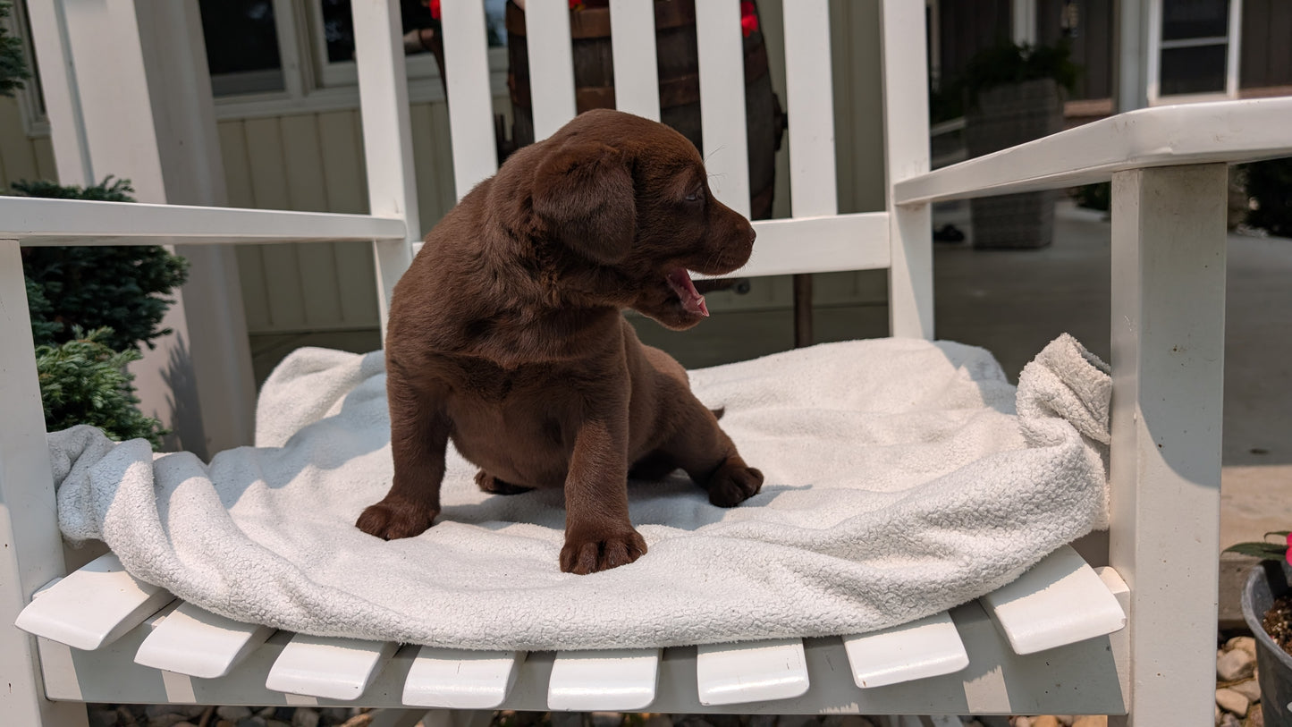 LABRADOR RETRIEVER (05/03) FEMALE