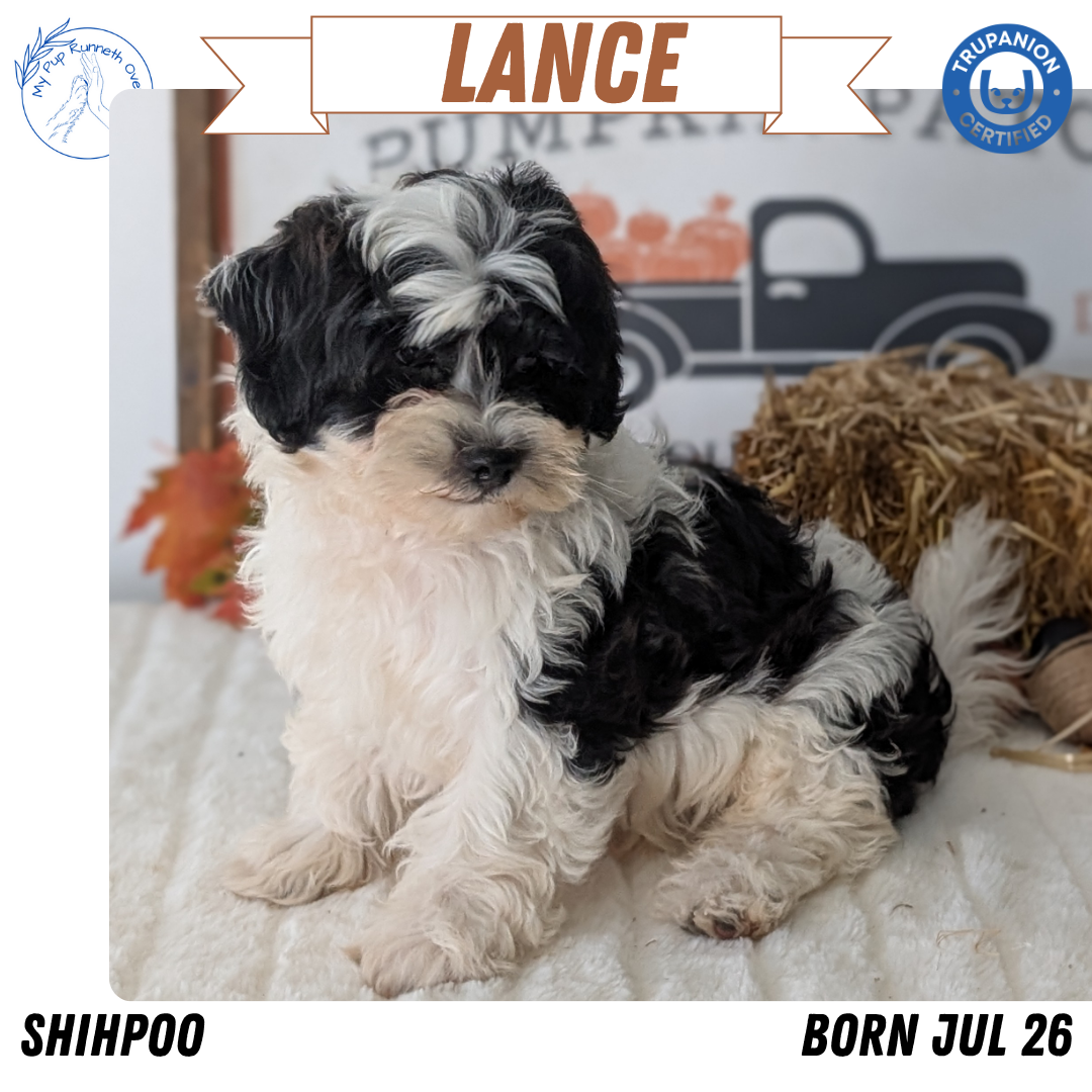 SHIHPOO (07/26) MALE