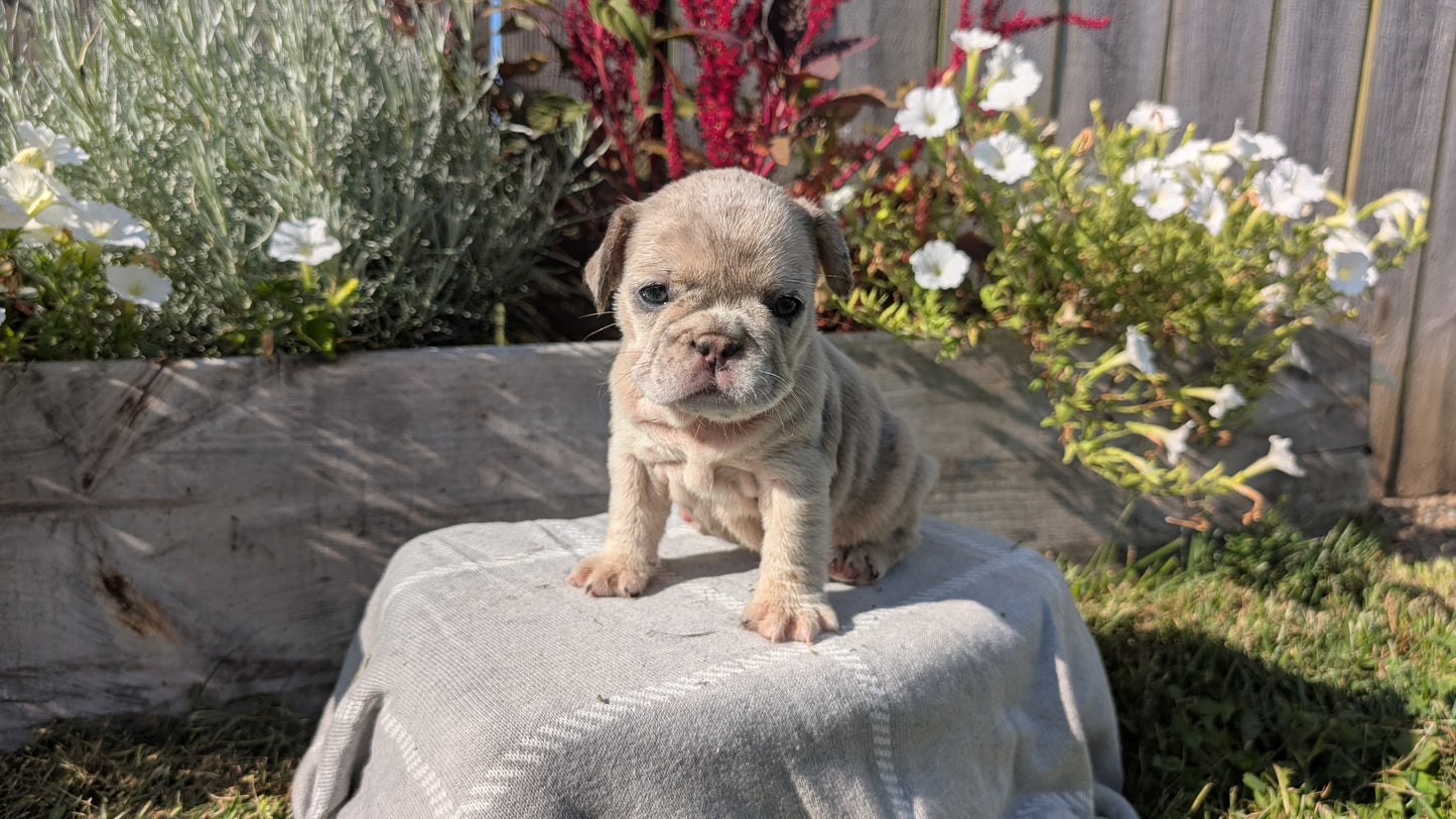 FRENCH BULLDOG (07/03) FEMALE