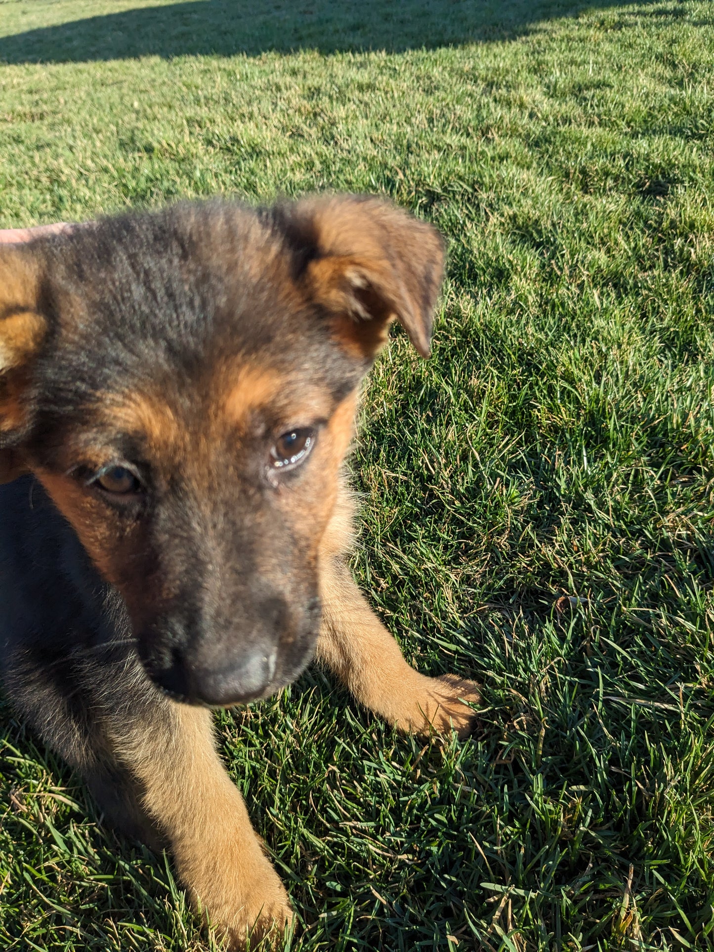 German Shepherd (01/09) Female