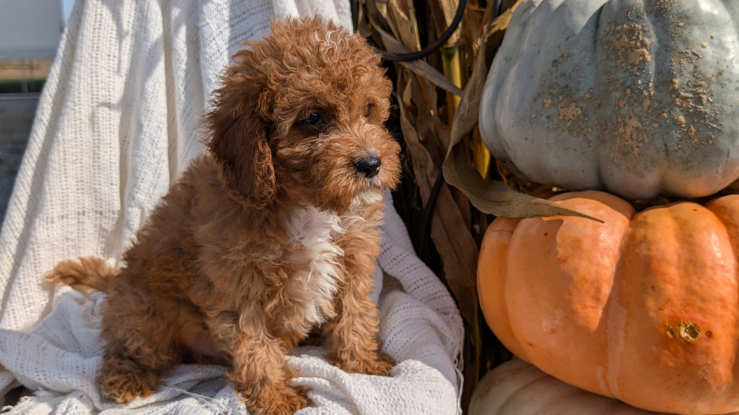 CAVAPOO (07/26) MALE