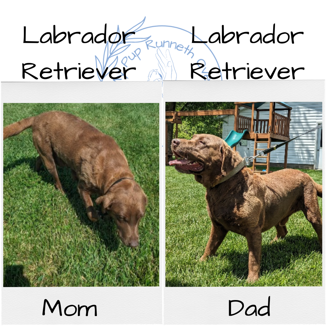 LABRADOR RETRIEVER (10/17) MALE