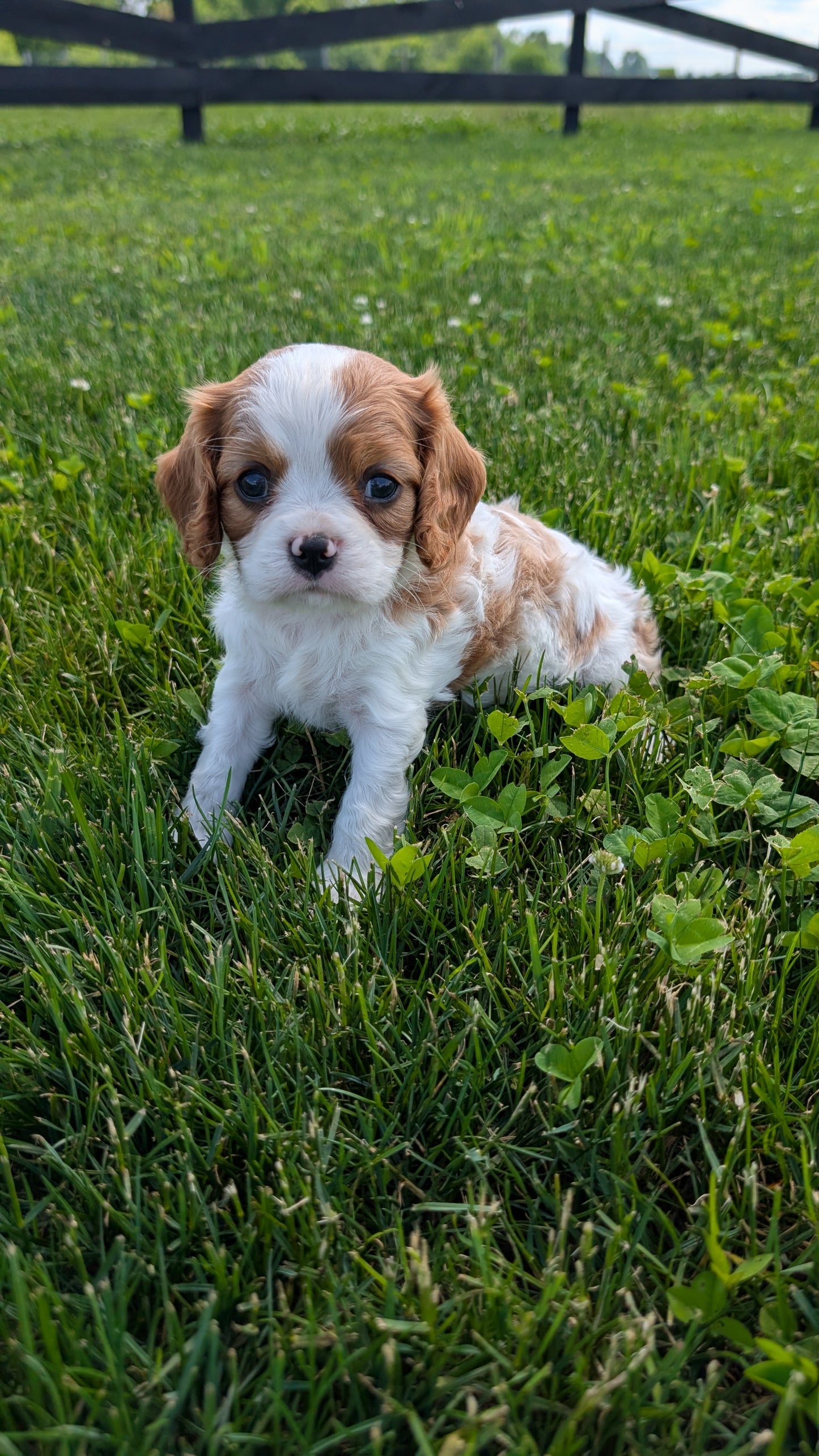 CAVALIER (05/06) MALE