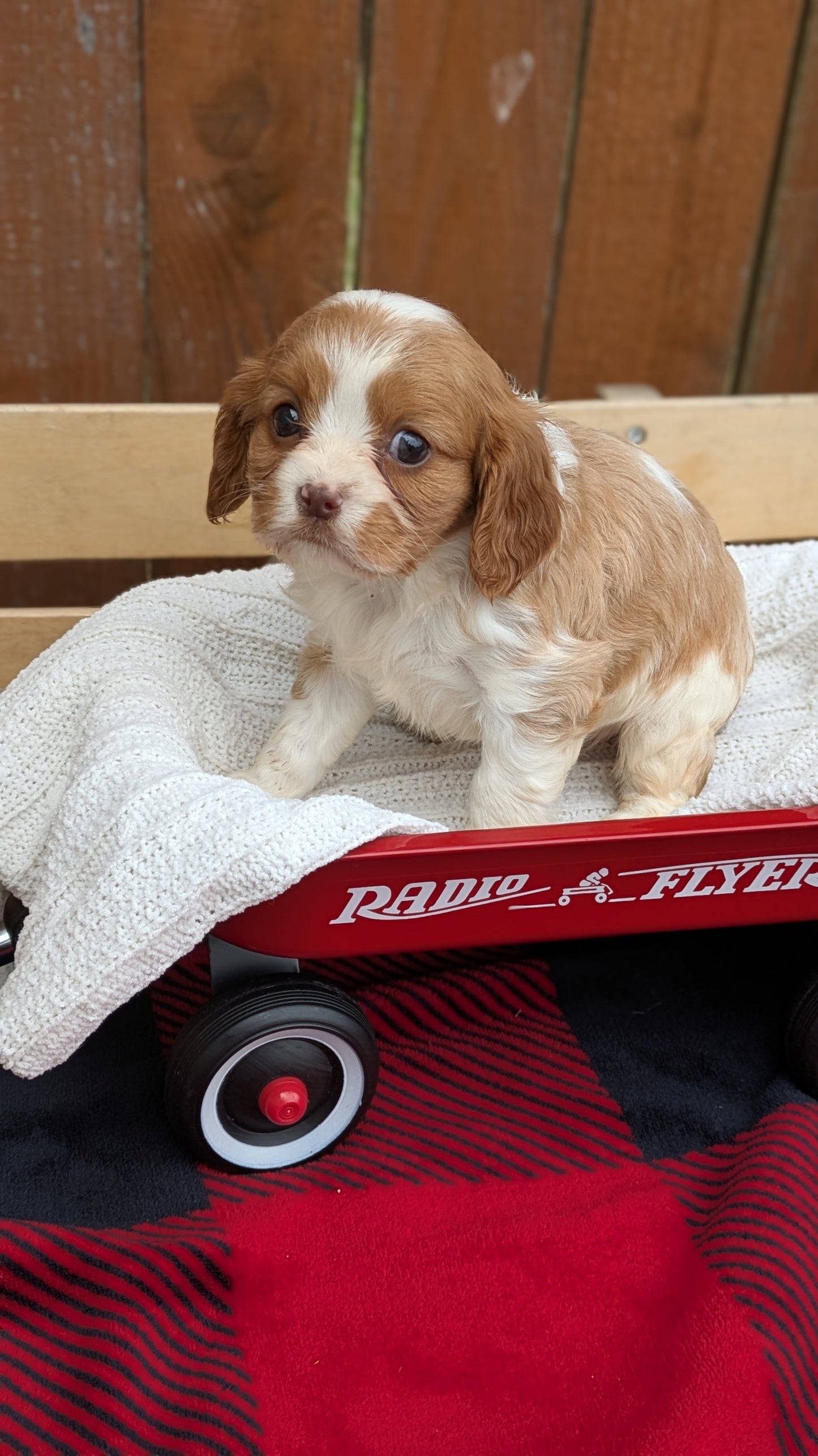 CAVALIER (02/10) FEMALE