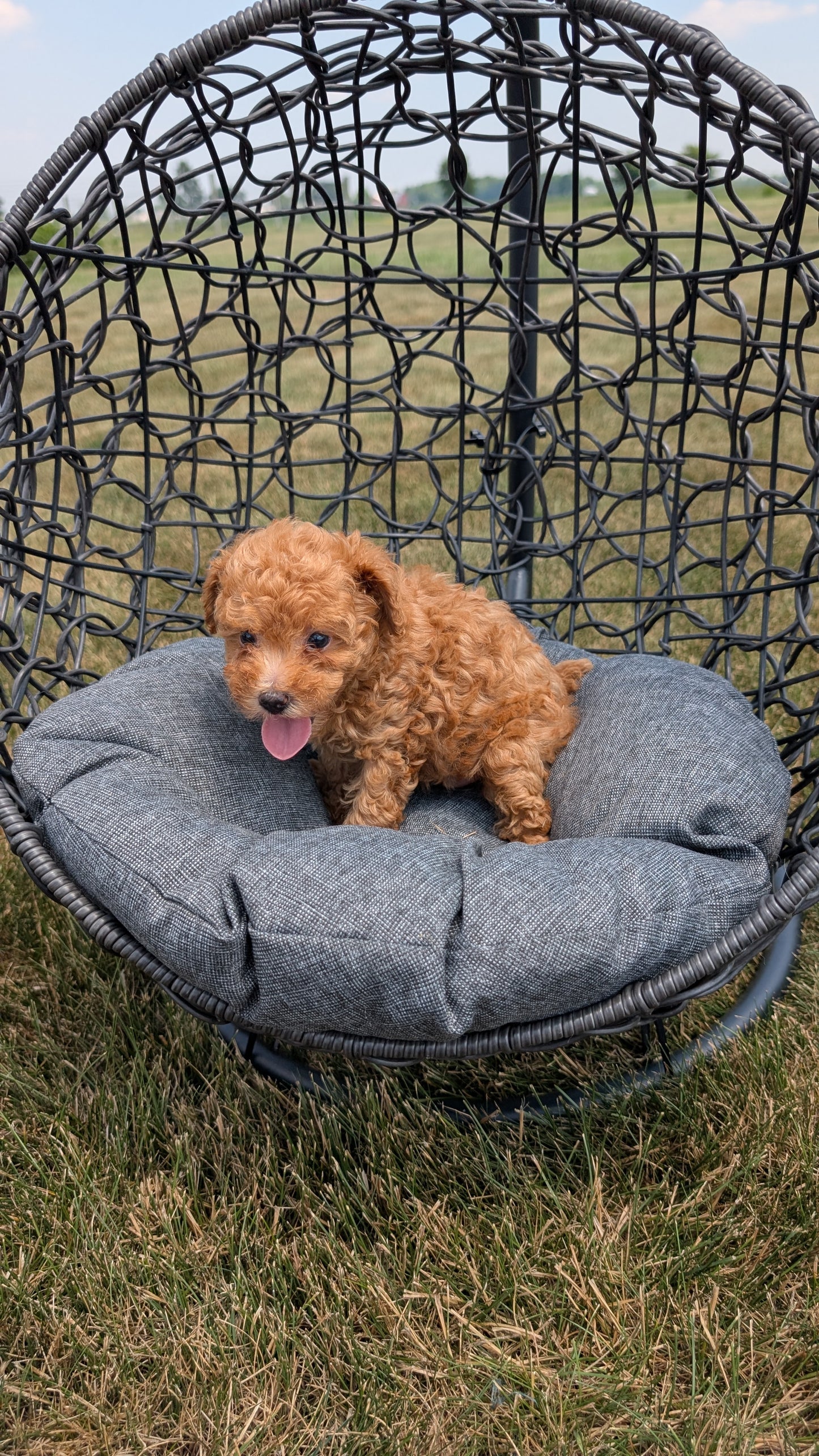 TOY POODLE (05/31) FEMALE