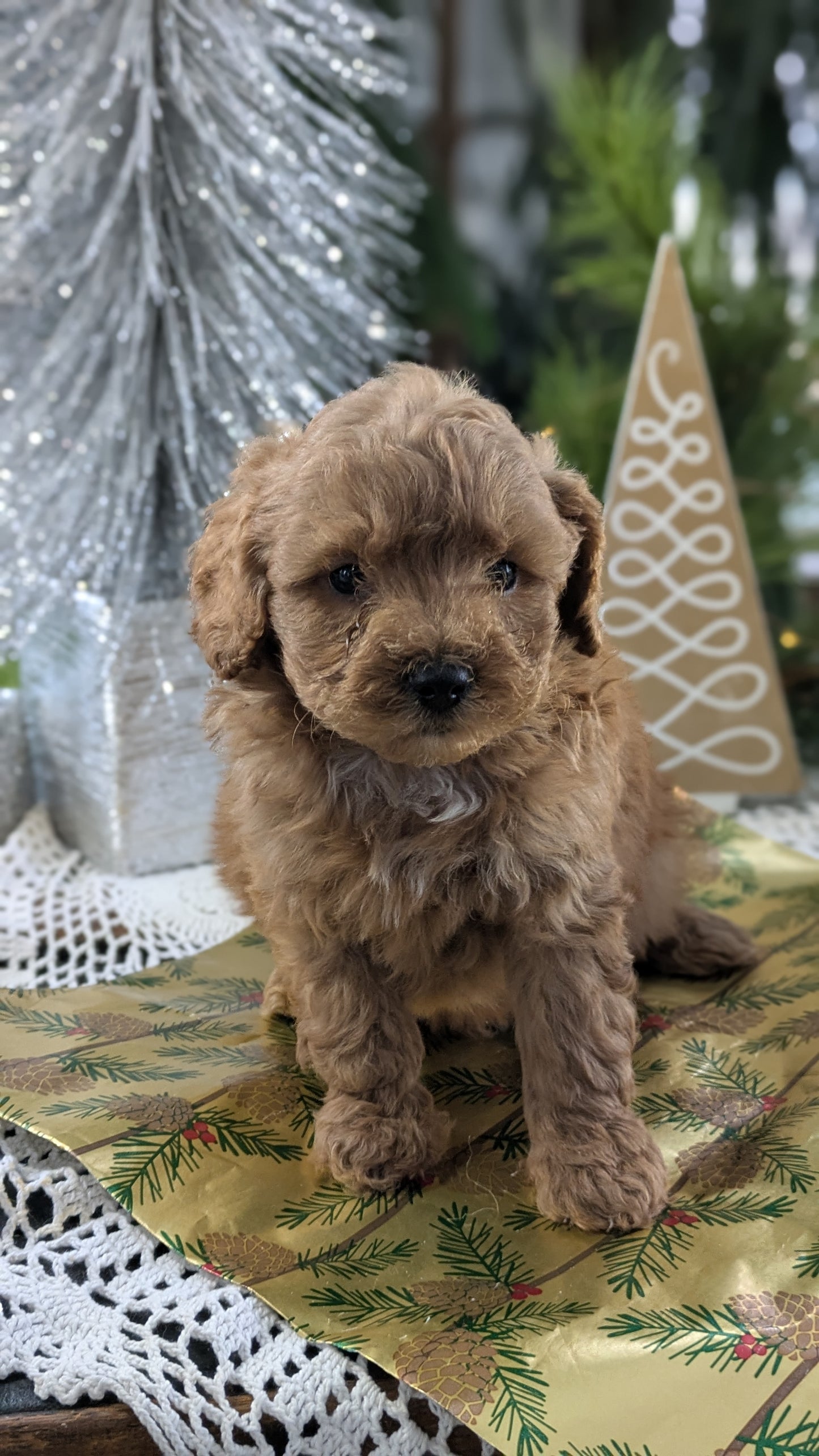 CAVAPOO (10/10) MALE