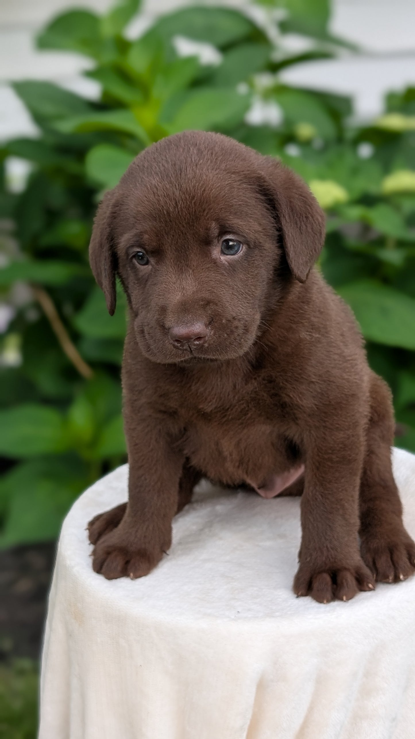 LABRADOR RETRIEVER (05/21) MALE