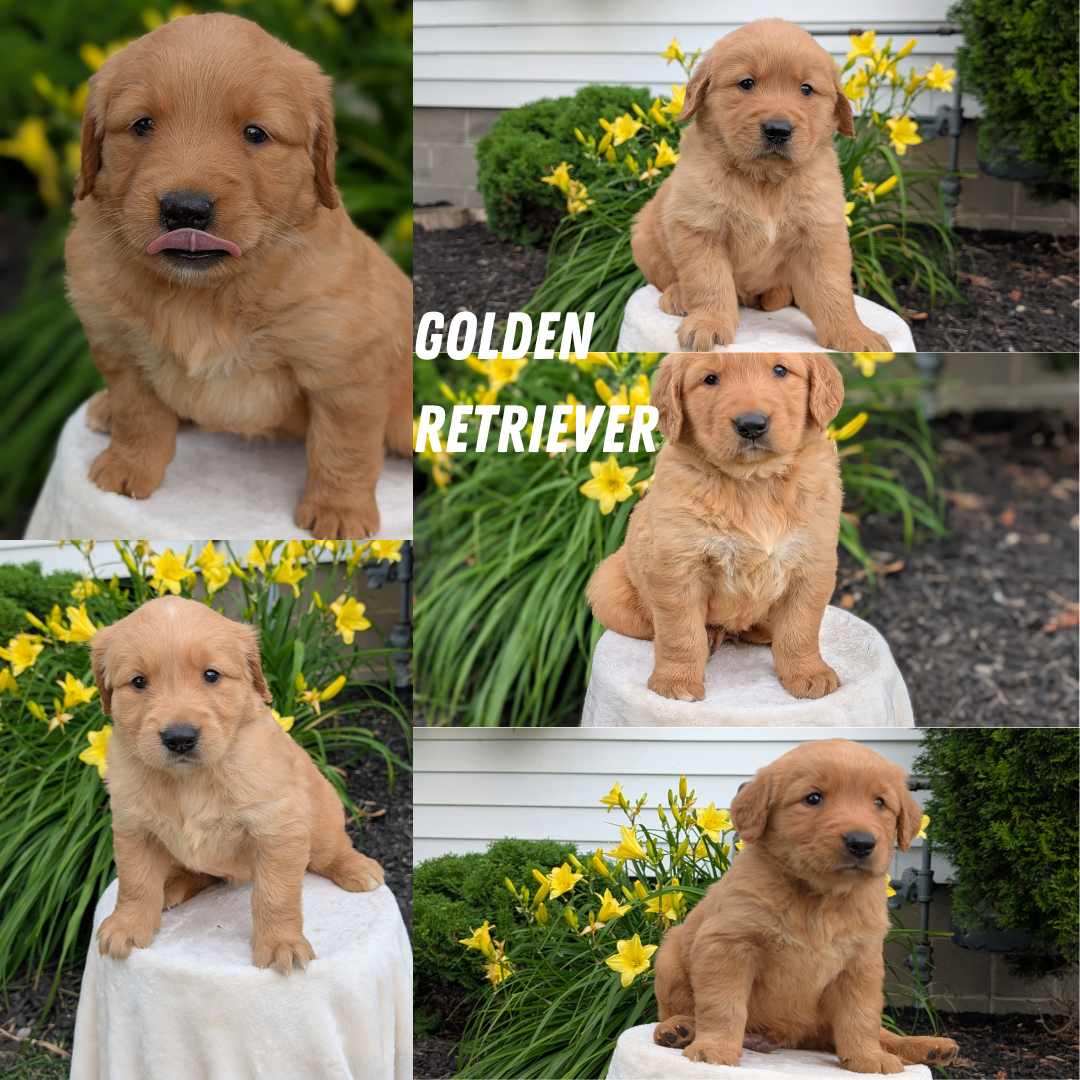 GOLDEN RETRIEVER (05/25) FEMALE
