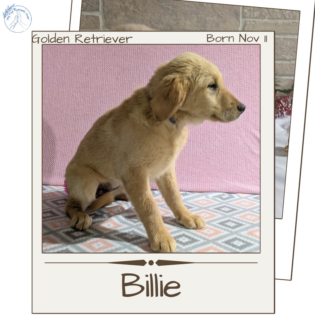 GOLDEN RETRIEVER (11/11) FEMALE