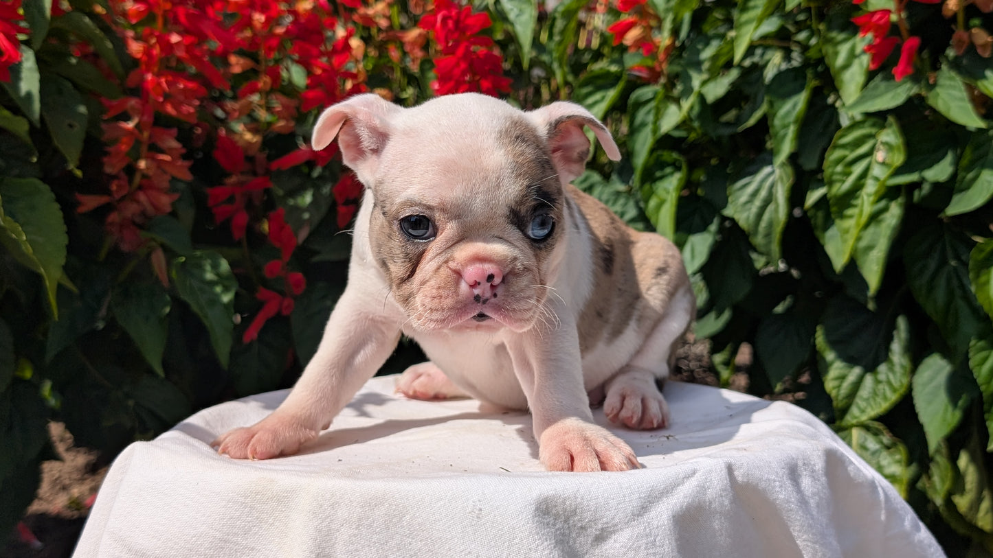 FRENCHTON (06/25) FEMALE