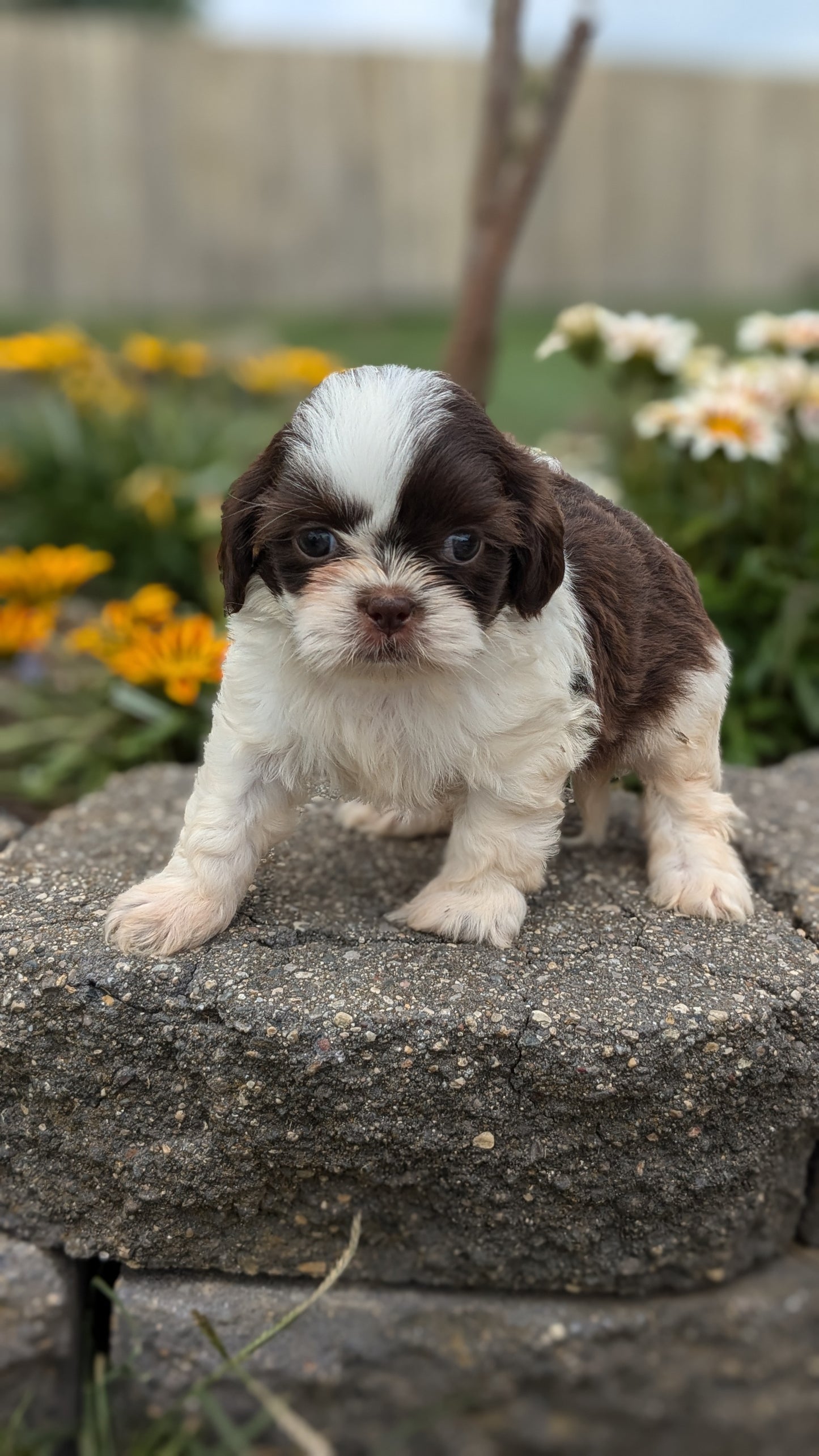 SHIH TZU (06/22) MALE