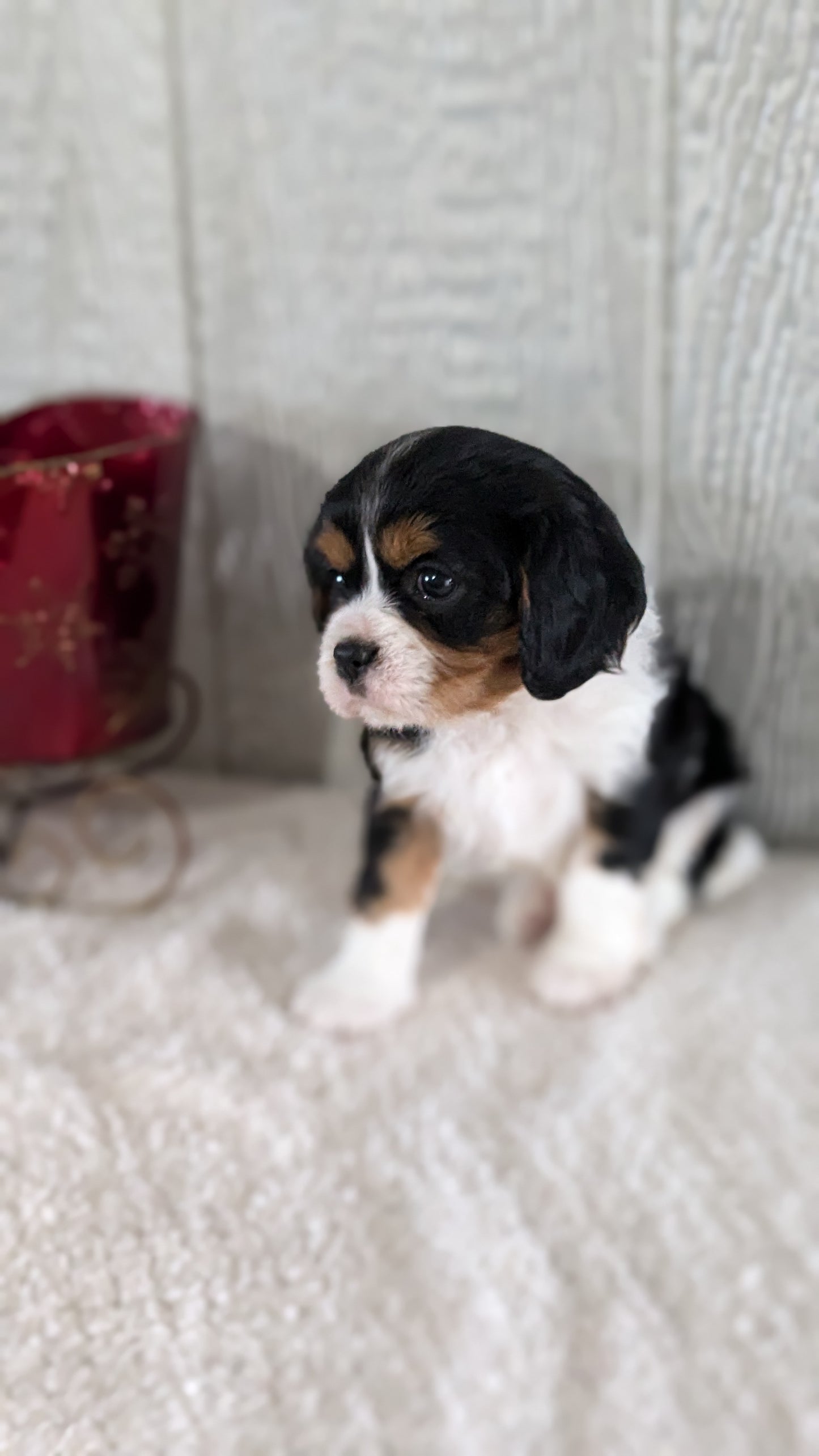CAVALIER (09/11) FEMALE