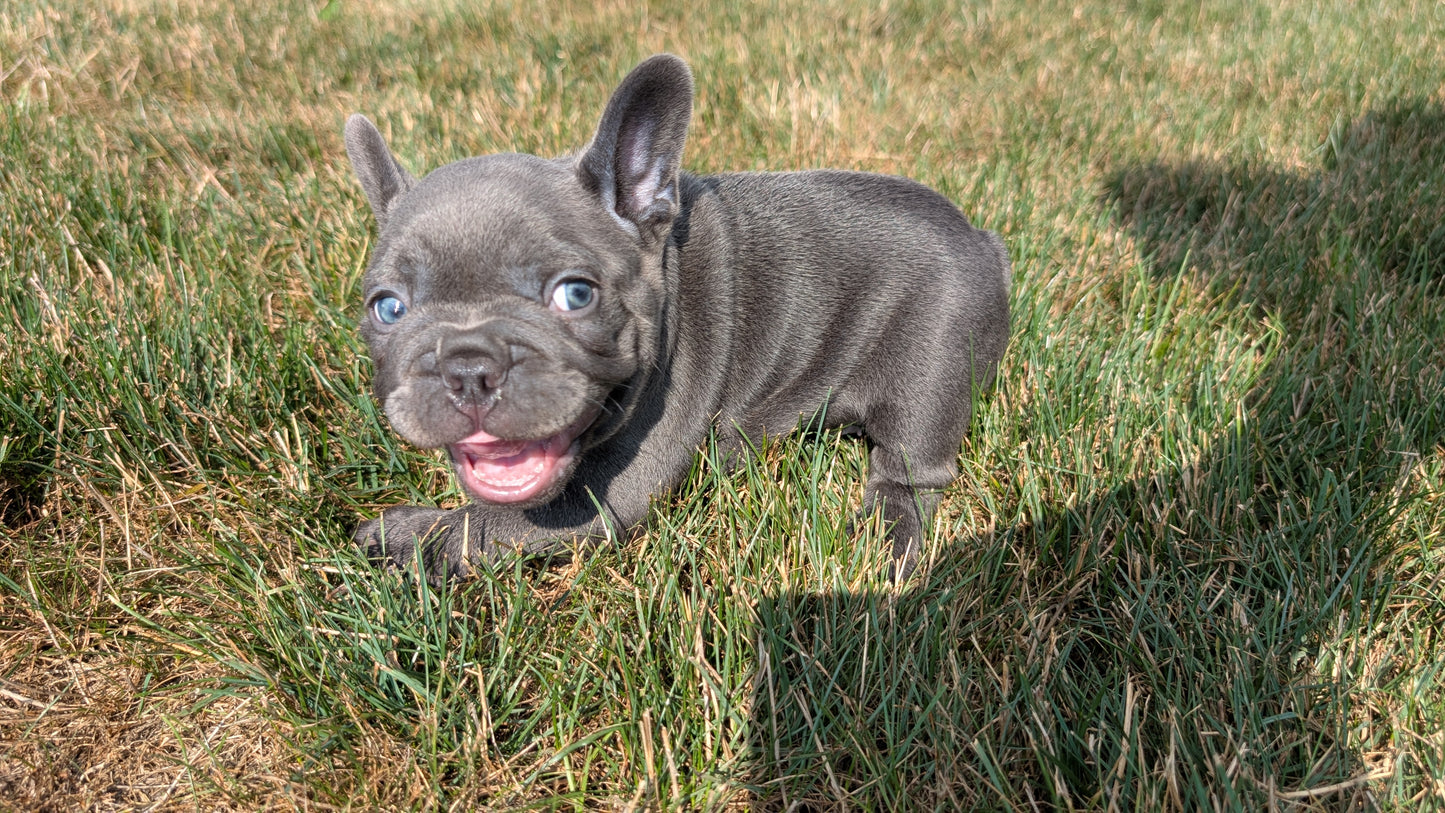 FRENCH BULLDOG (06/30) MALE