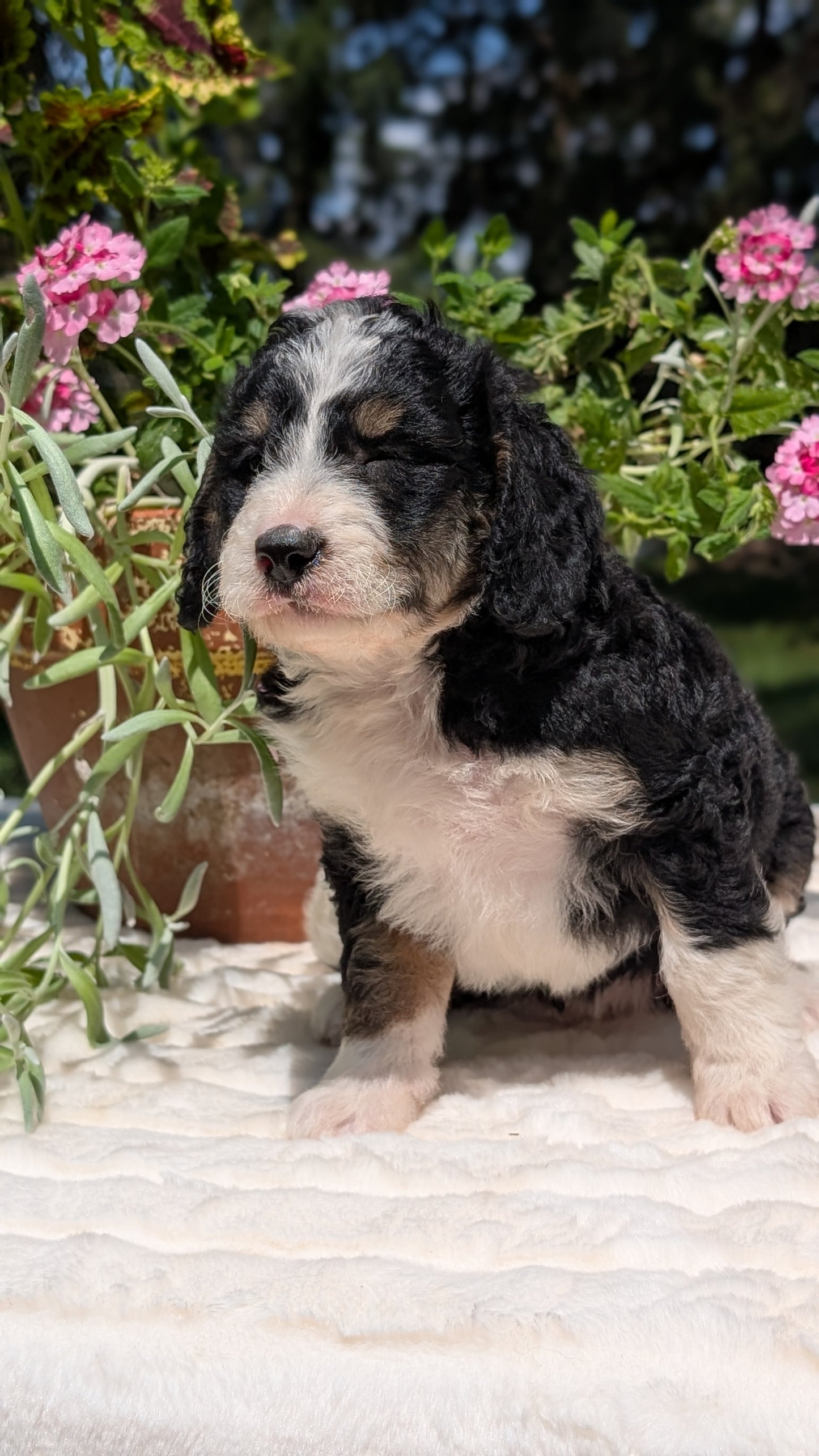 MINI BERNEDOODLE (06/11) FEMALE