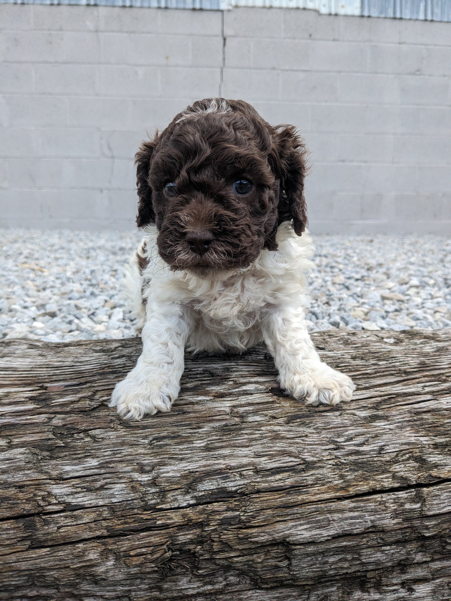 COCKAPOO (05/02) MALE