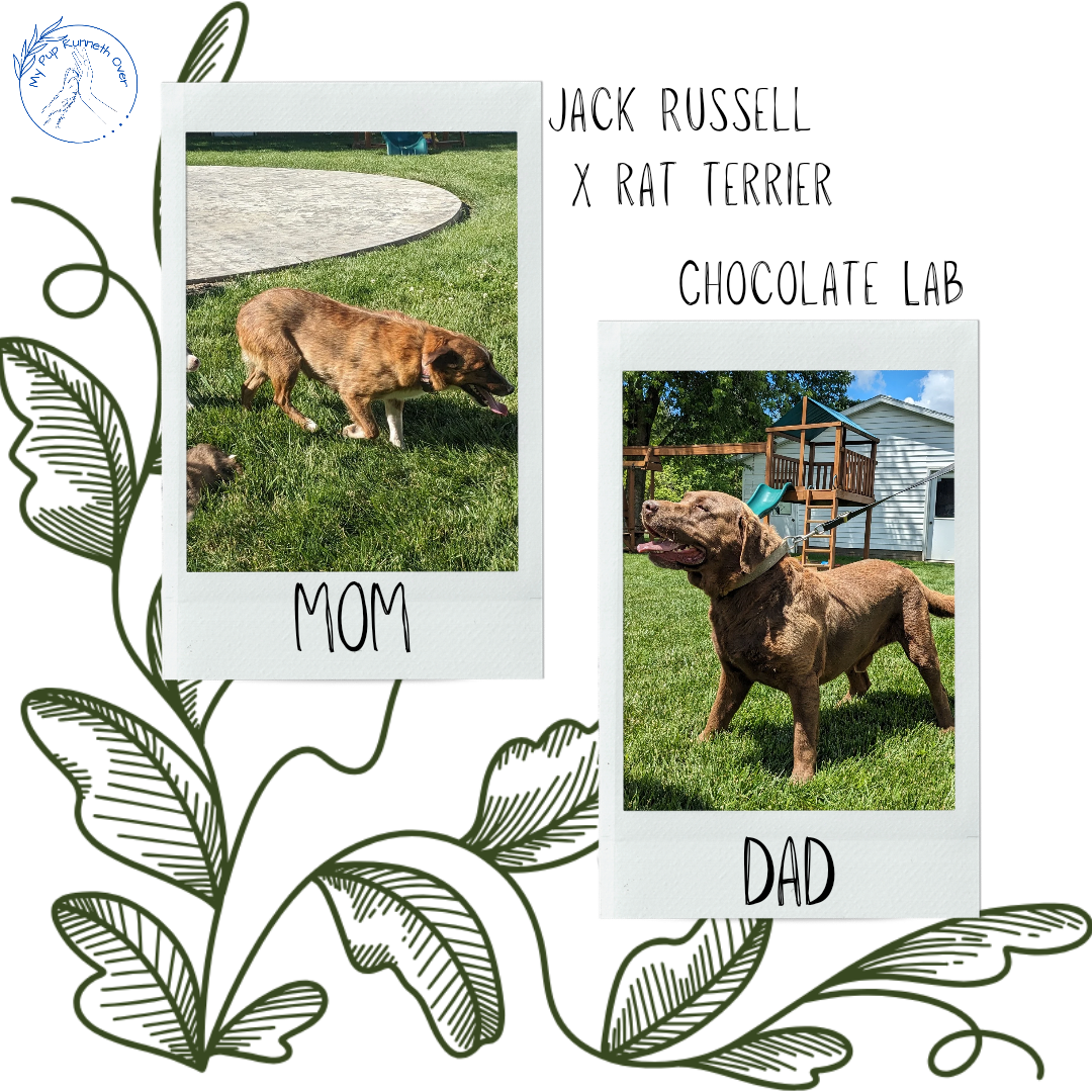 CHOCOLATE LAB X TERRIER (05/08) MALE