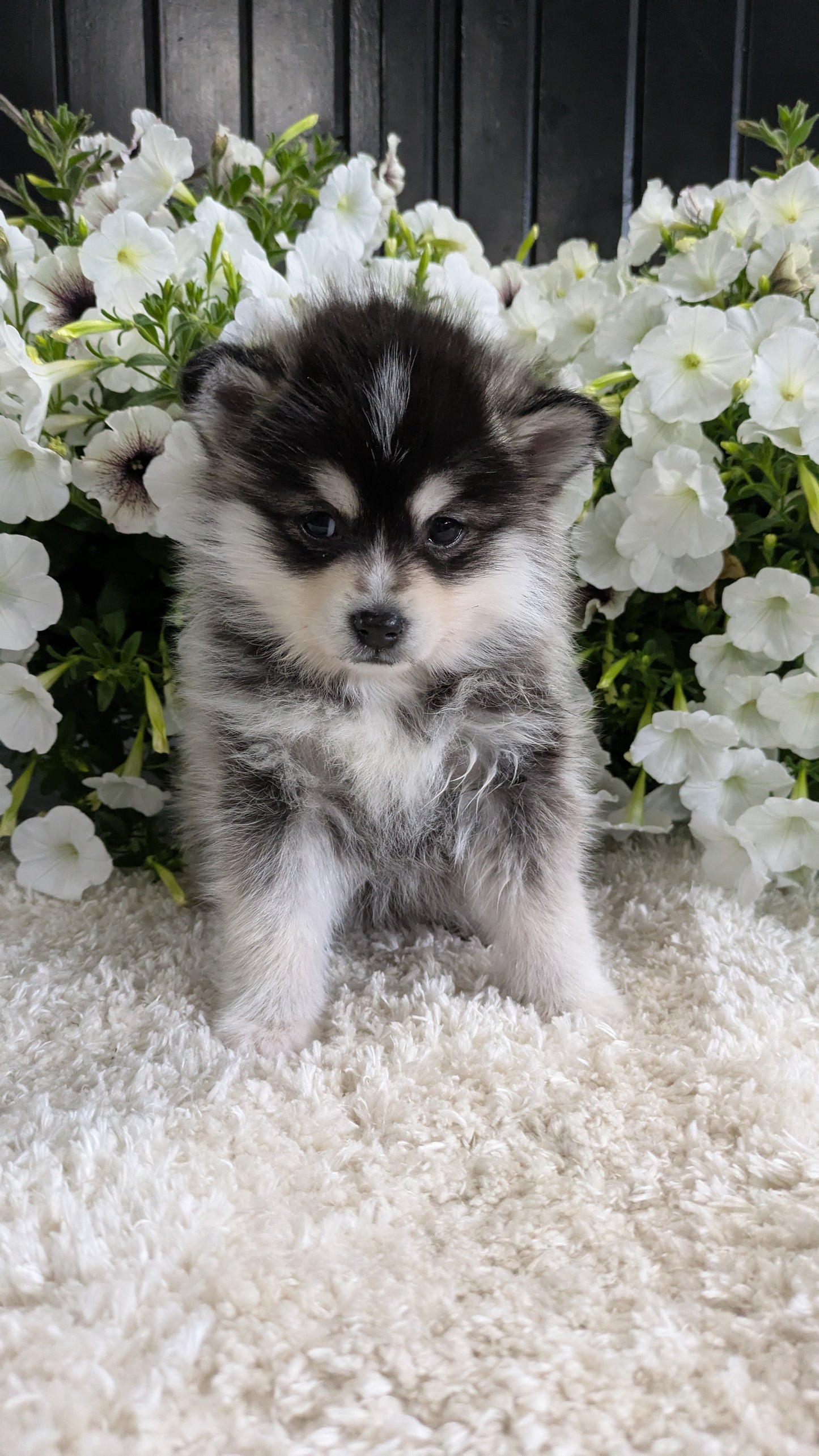 POMSKY (04/01) FEMALE