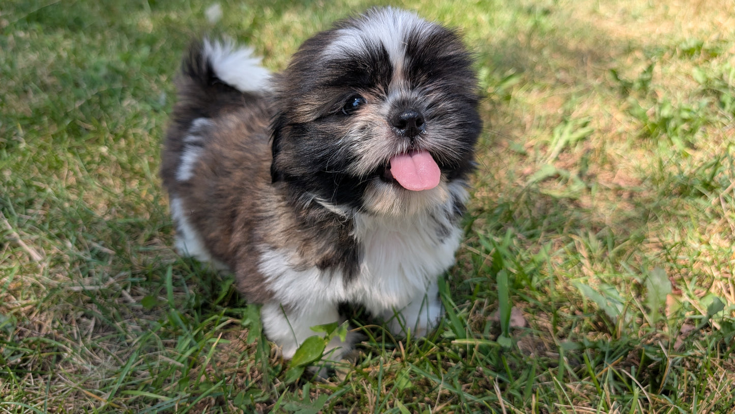 SHIH TZU (05/17) MALE