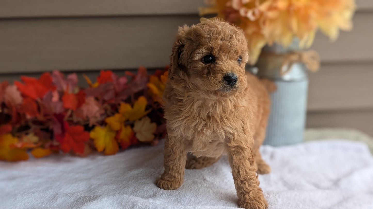 DOXIEPOO (08/19) FEMALE