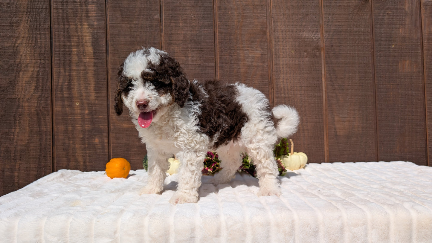 MINI BERNEDOODLE (08/06) MALE