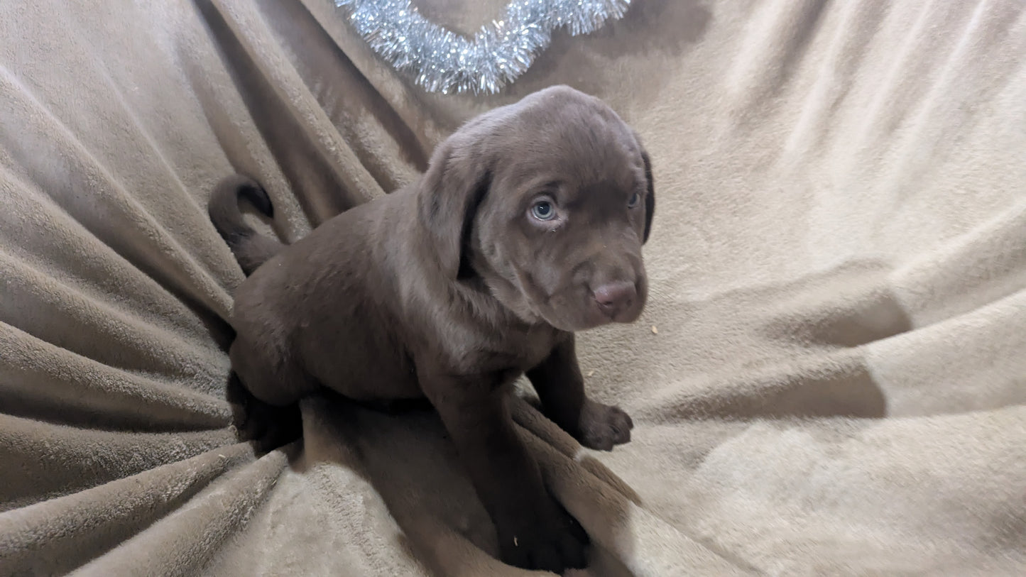 LABRADOR RETRIEVER (10/17) MALE