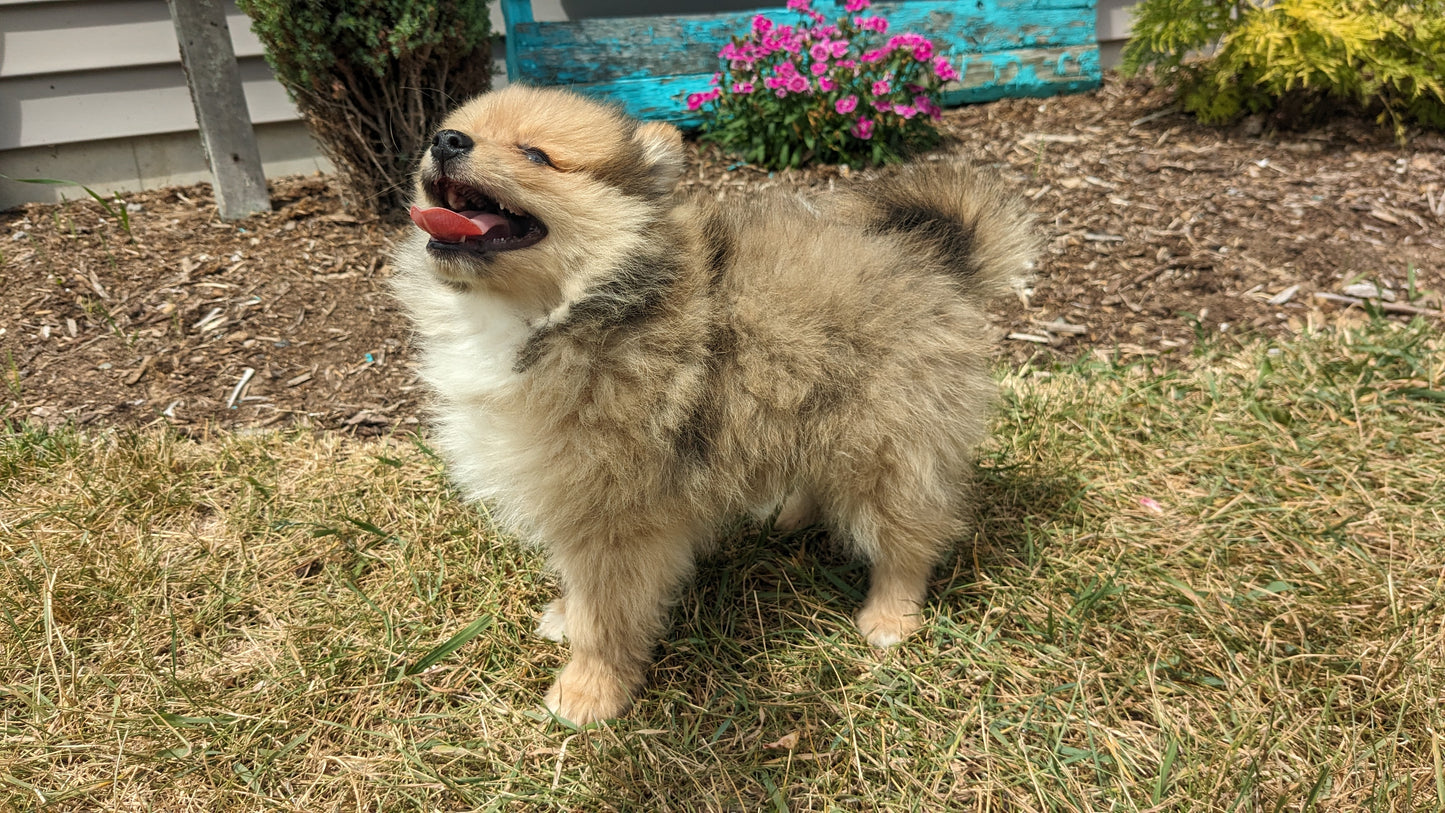 POMERANIAN (04/15) MALE