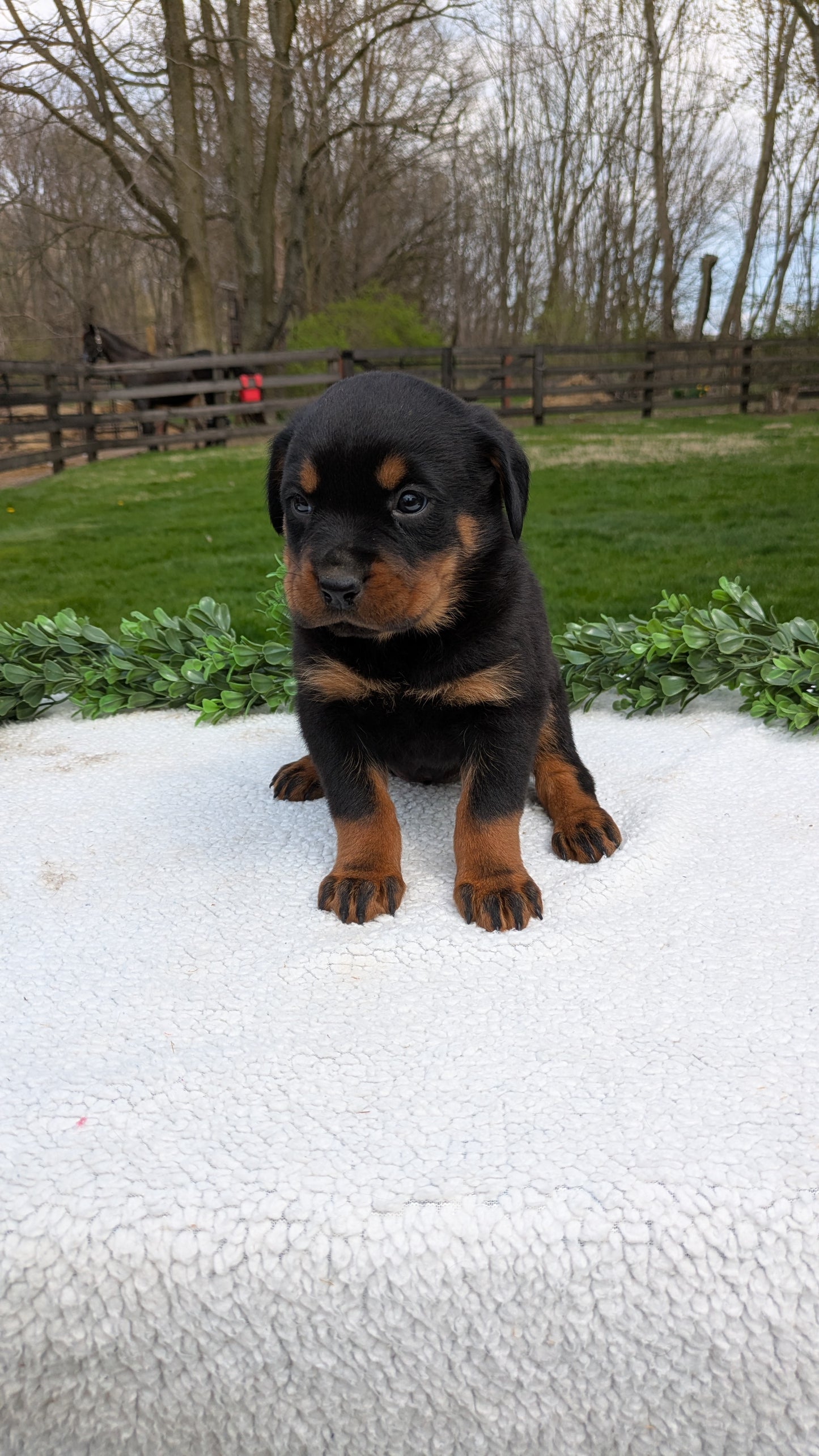ROTTWEILER (03/18) FEMALE