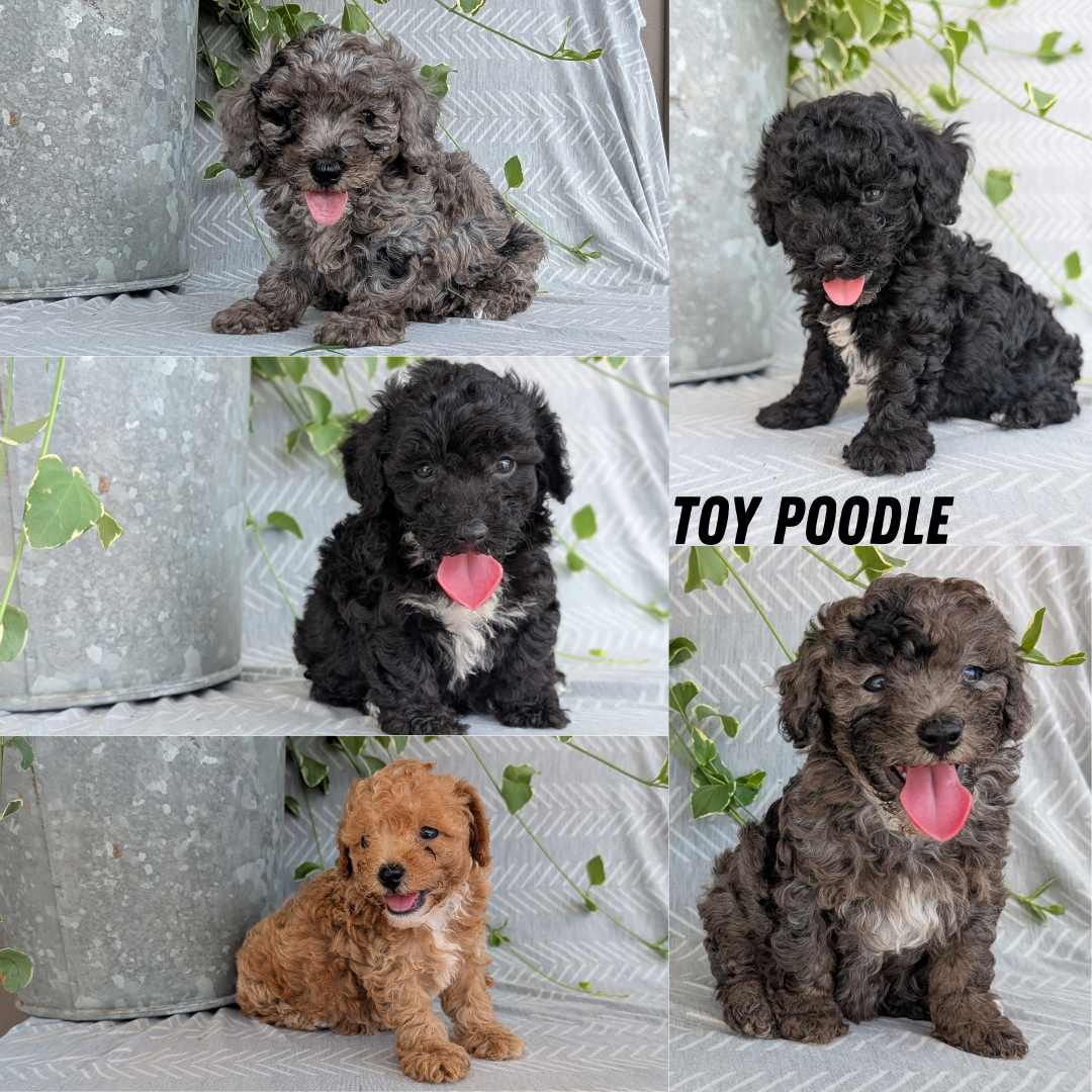 TOY POODLE (05/09) FEMALE