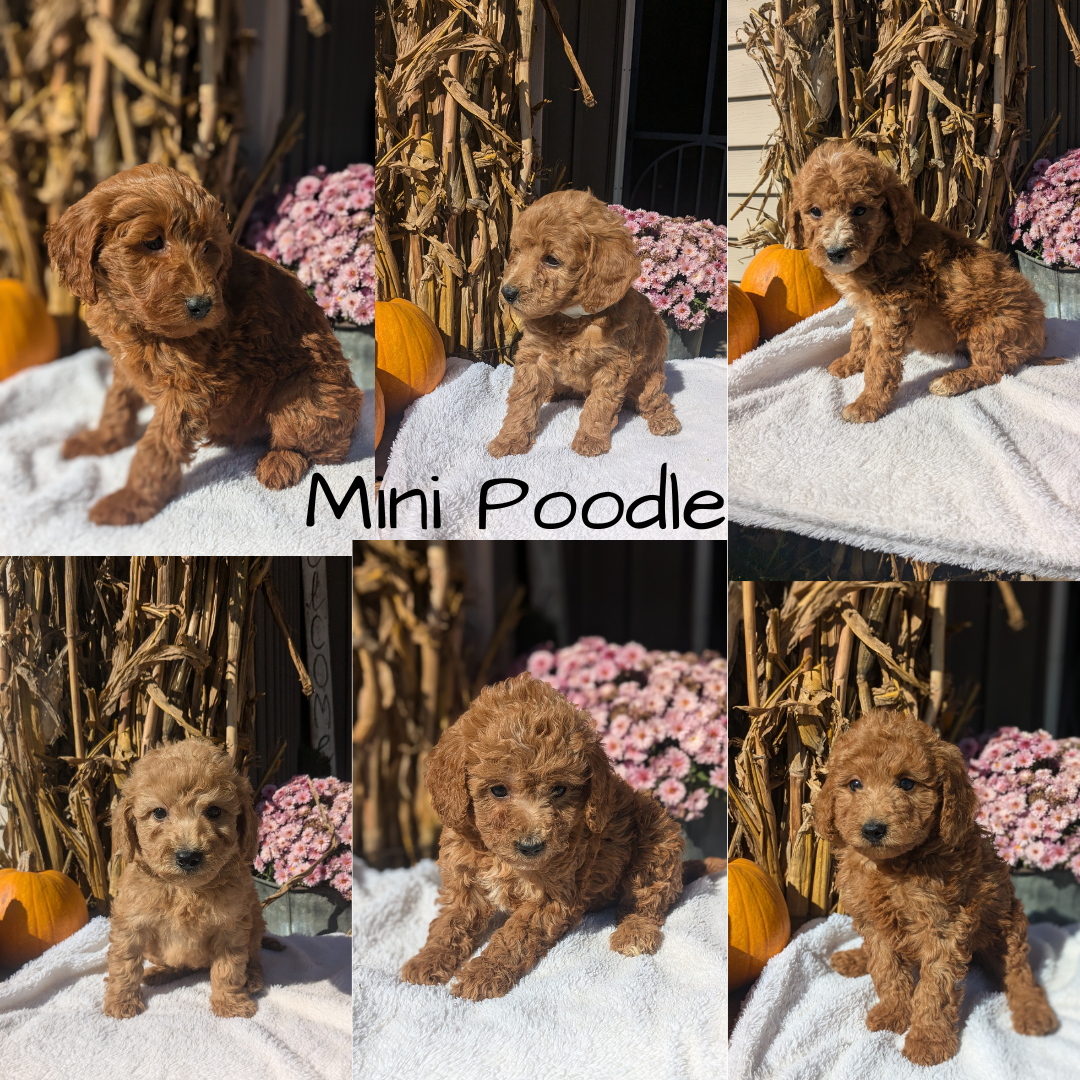 MINI POODLE (08/20) FEMALE