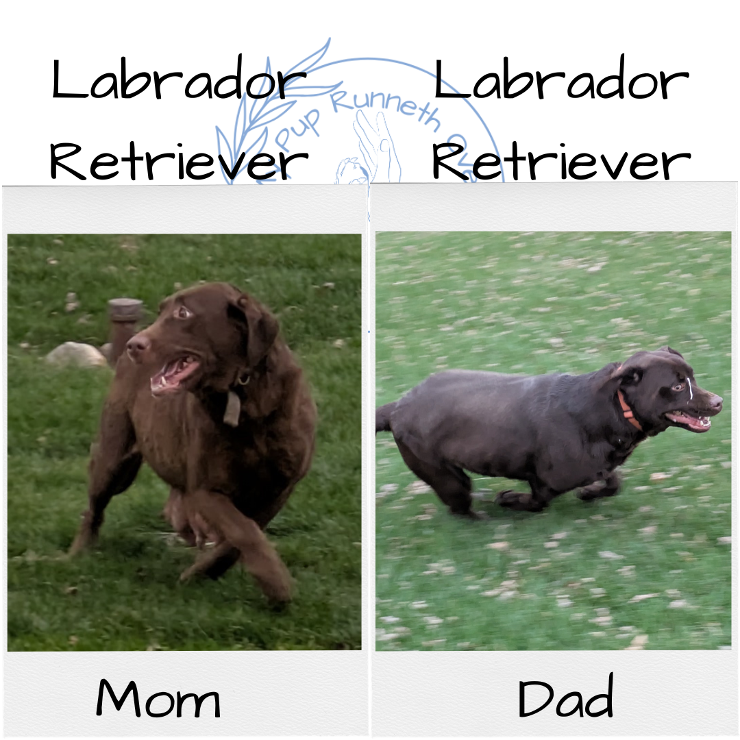 LABRADOR RETRIEVER (11/03) MALE