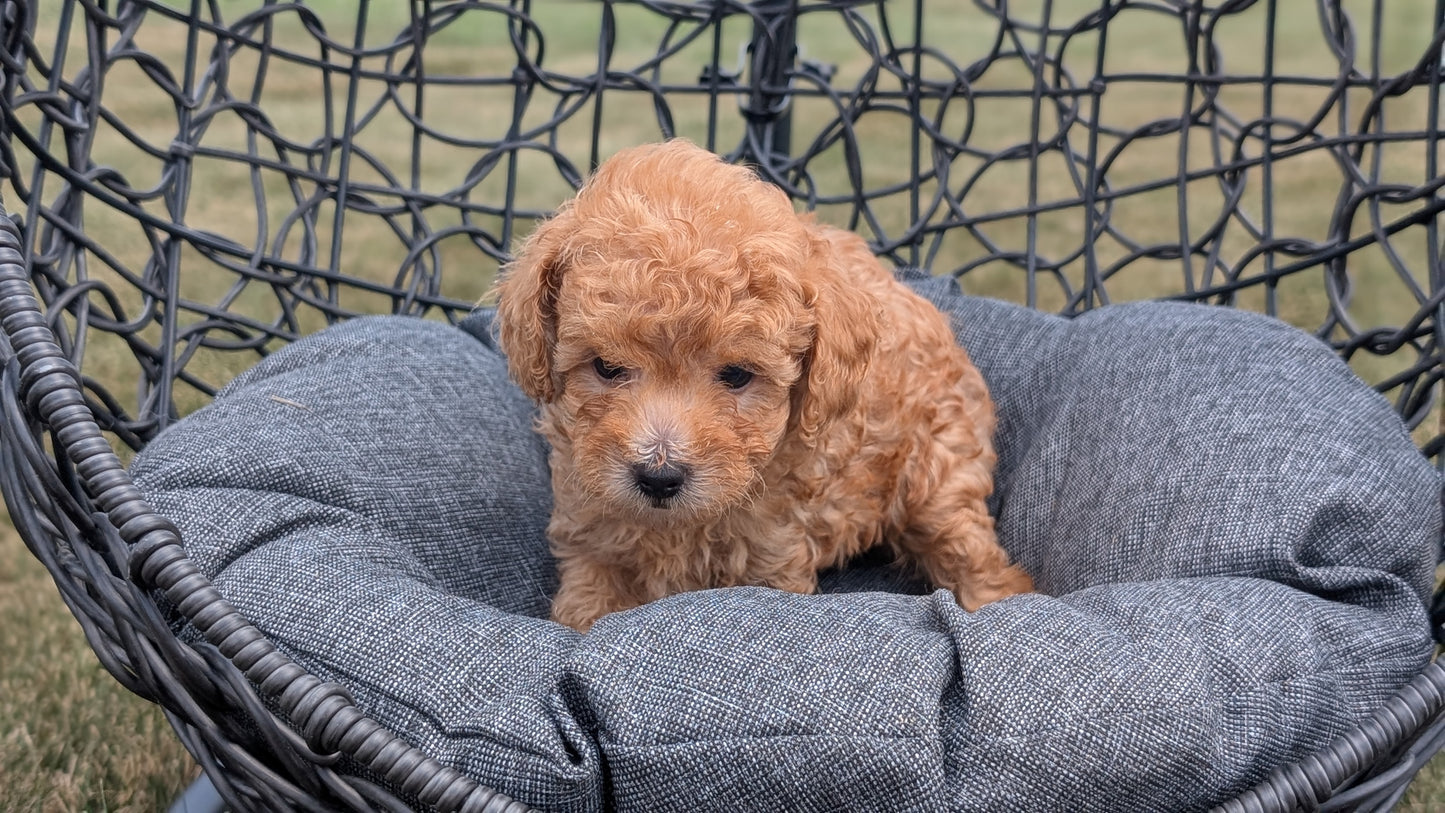 TOY POODLE (05/31) MALE