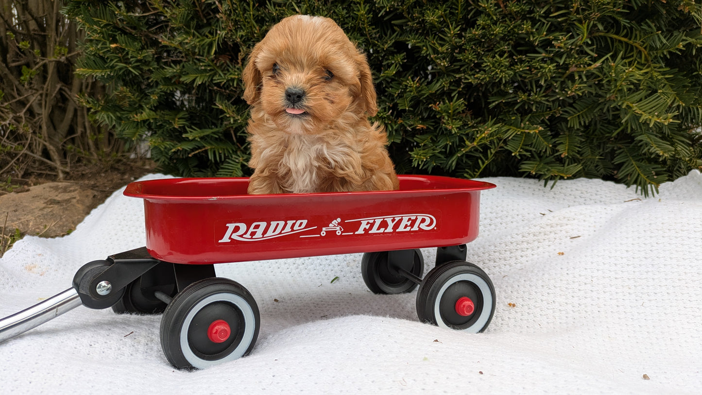 TOY CAVAPOO (02/26) MALE