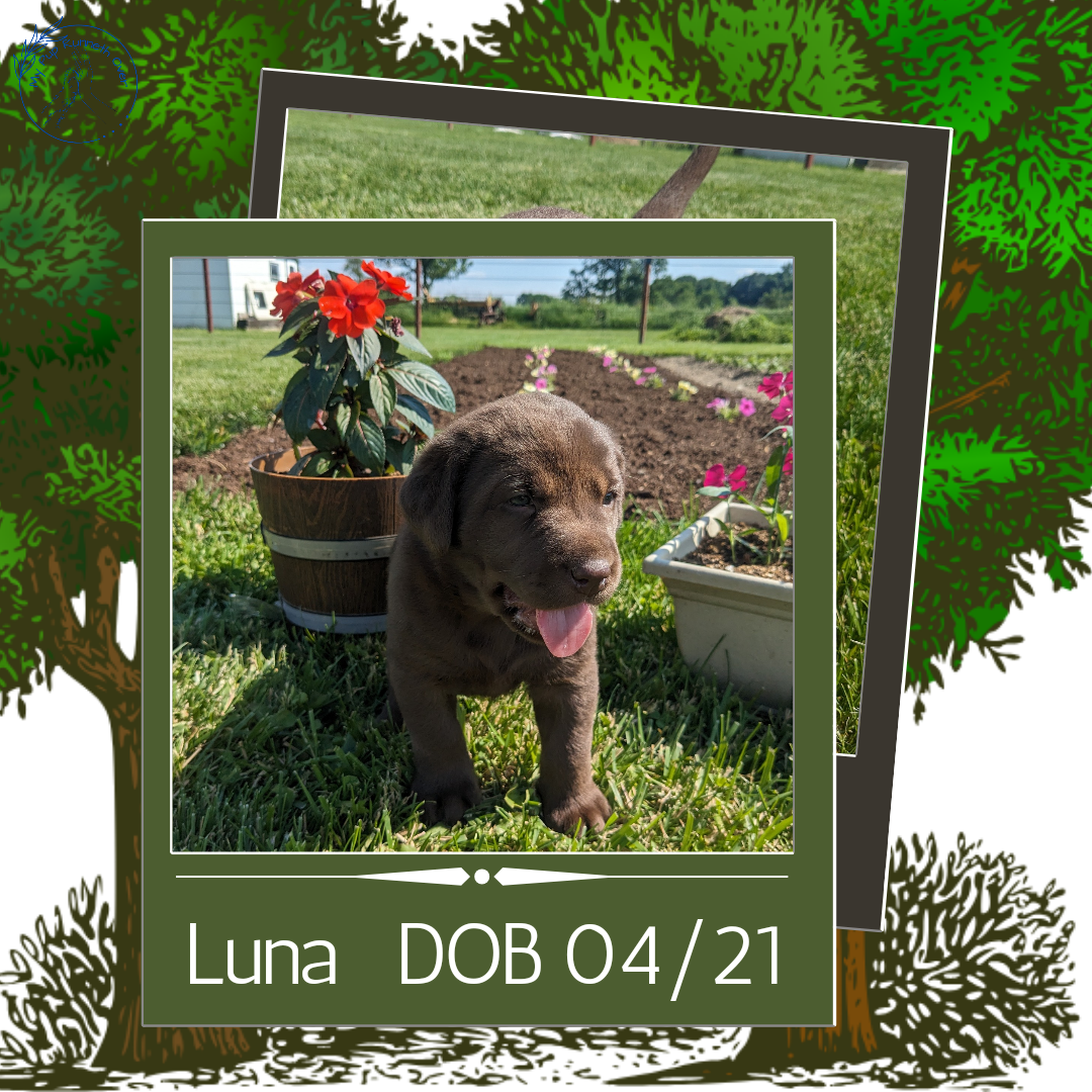CHOCOLATE LAB (04/21) FEMALE